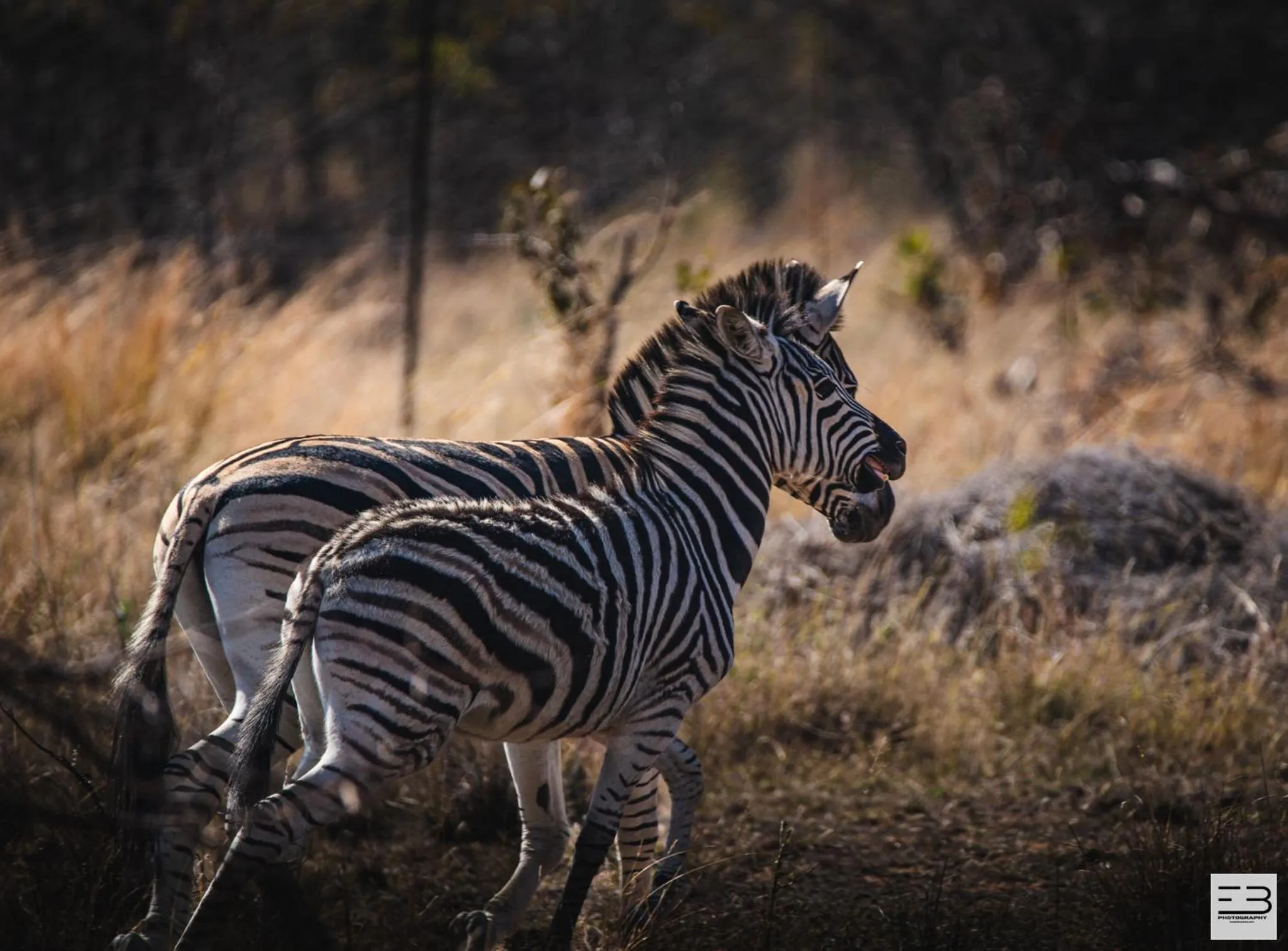 Animals in Geluksfontein Private Game Farm