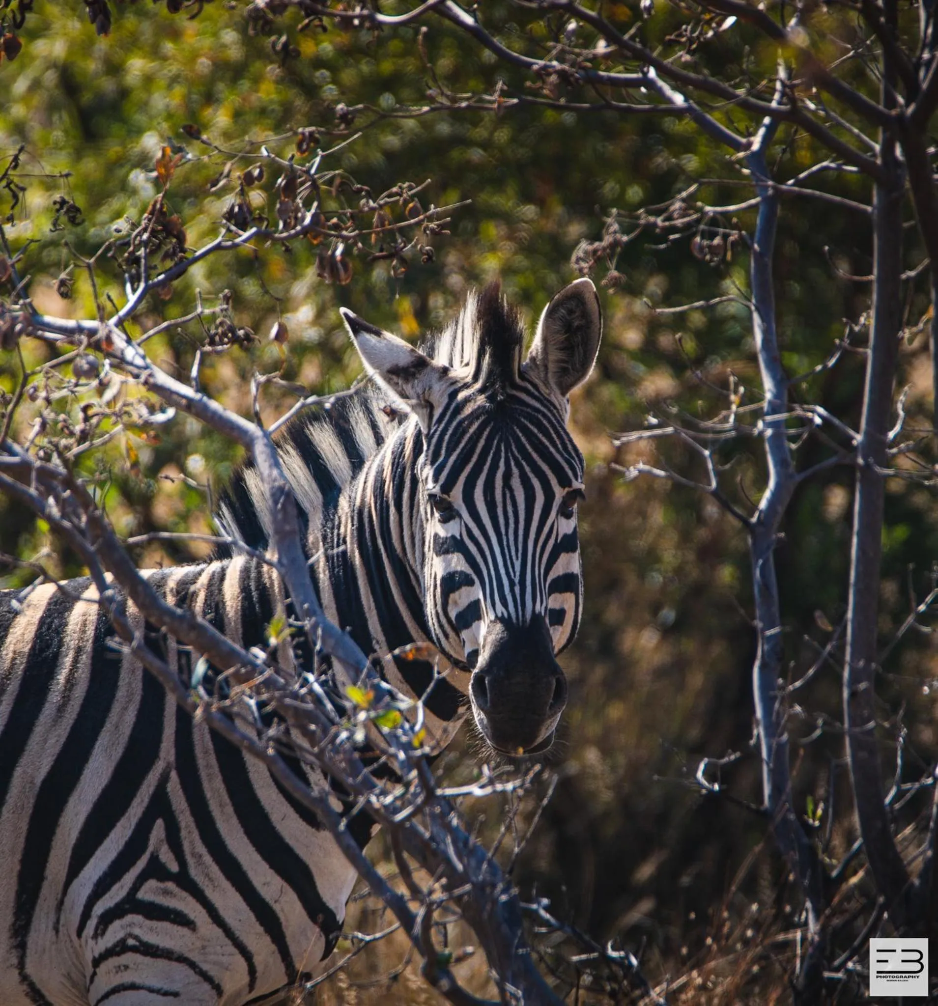Animals in Geluksfontein Private Game Farm