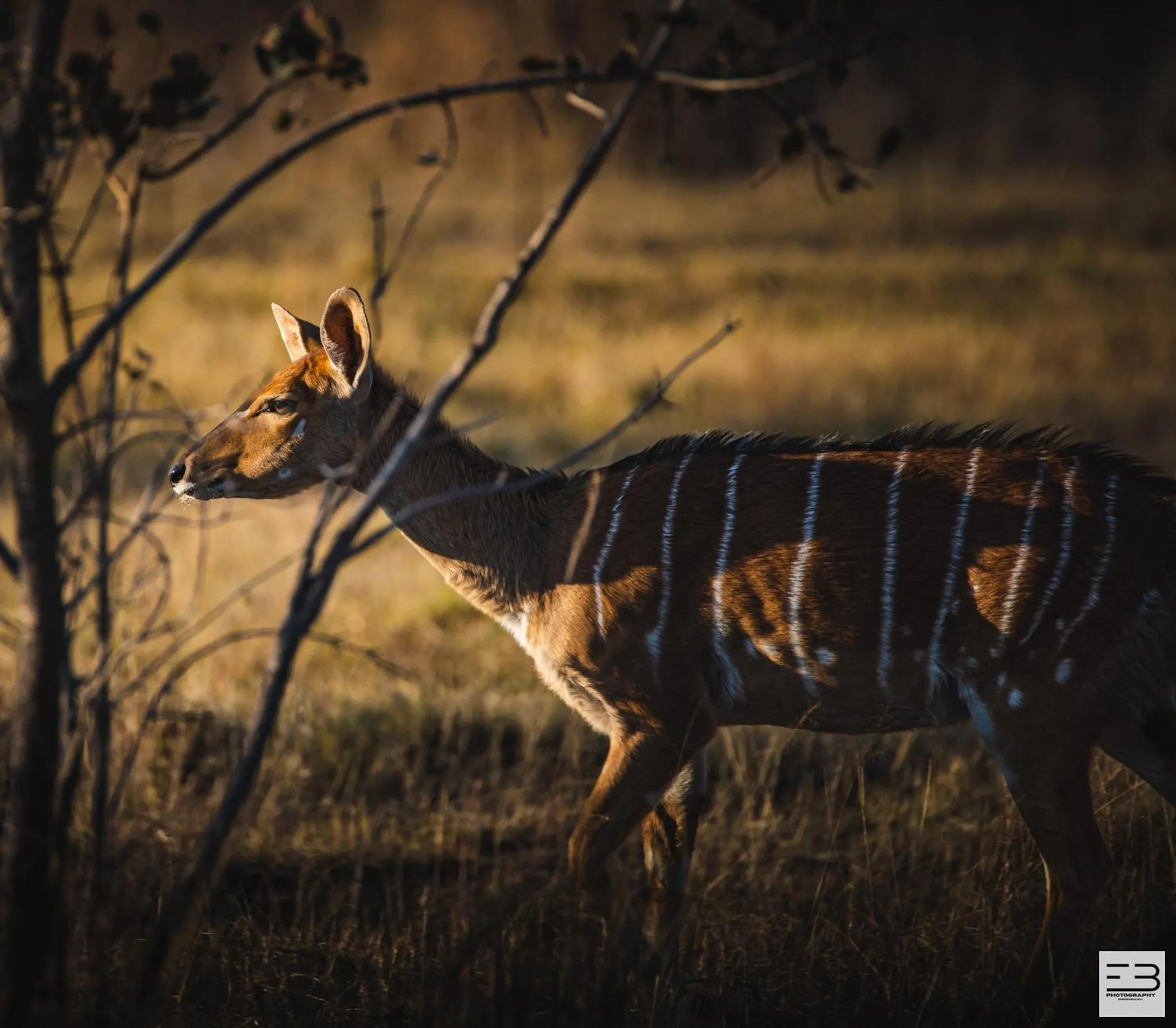 Animals in Geluksfontein Private Game Farm