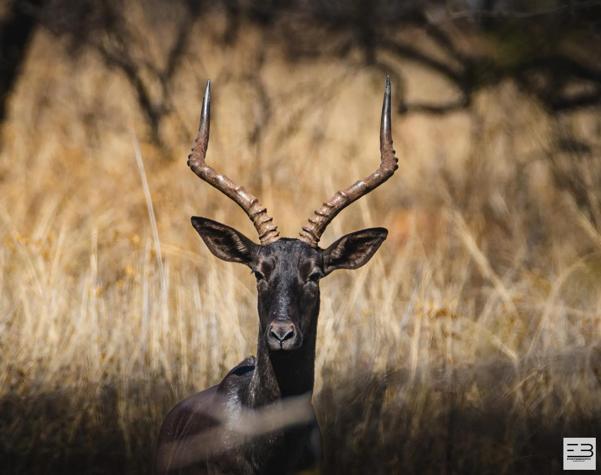 Animals in Geluksfontein Private Game Farm