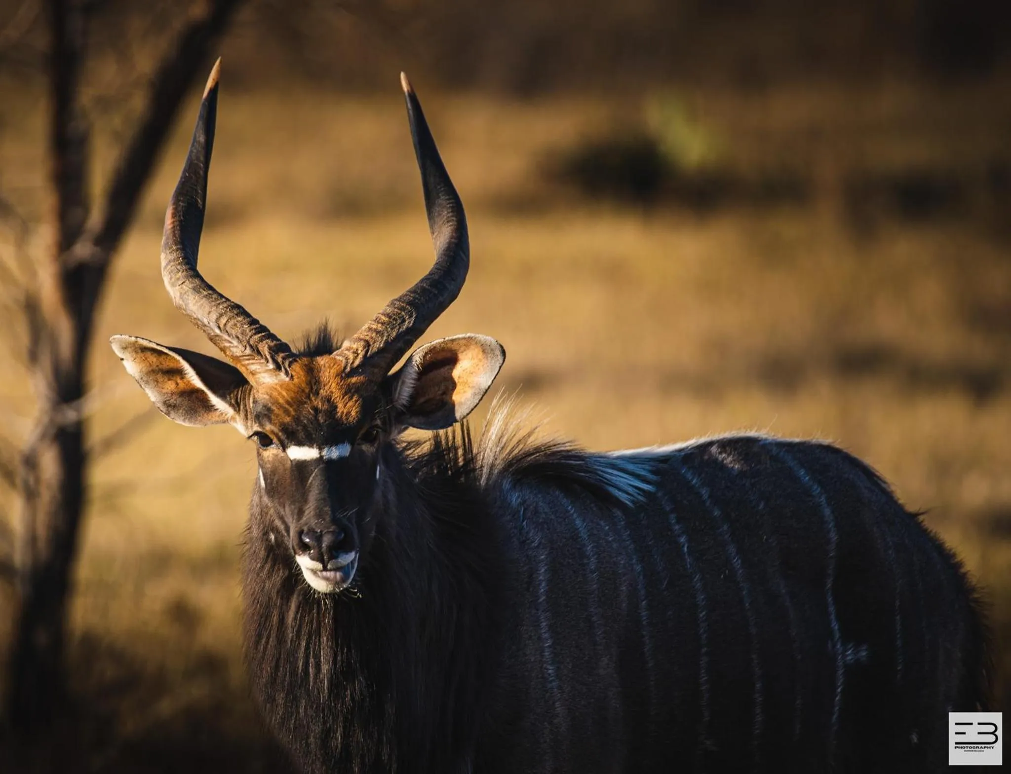 Animals in Geluksfontein Private Game Farm