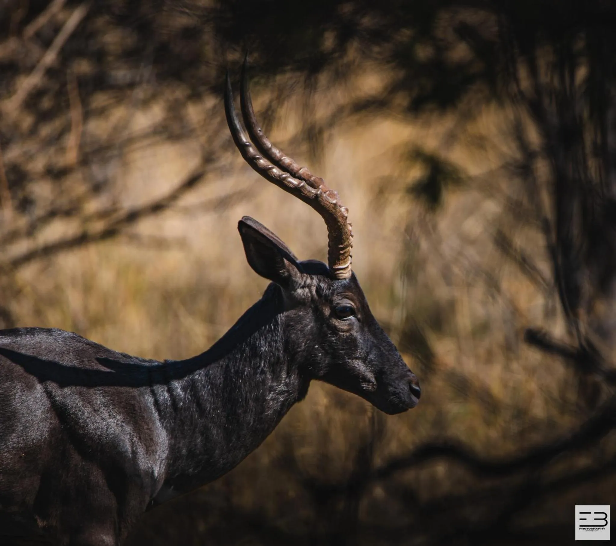 Animals in Geluksfontein Private Game Farm