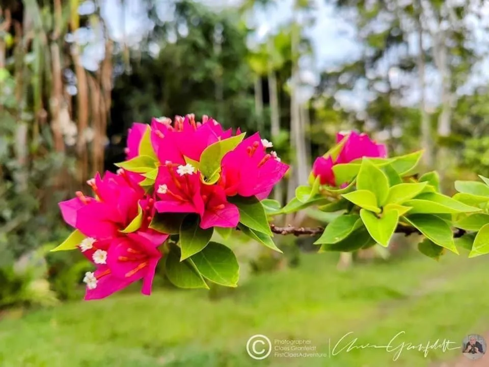 Garden view in Phurin Thara Resort