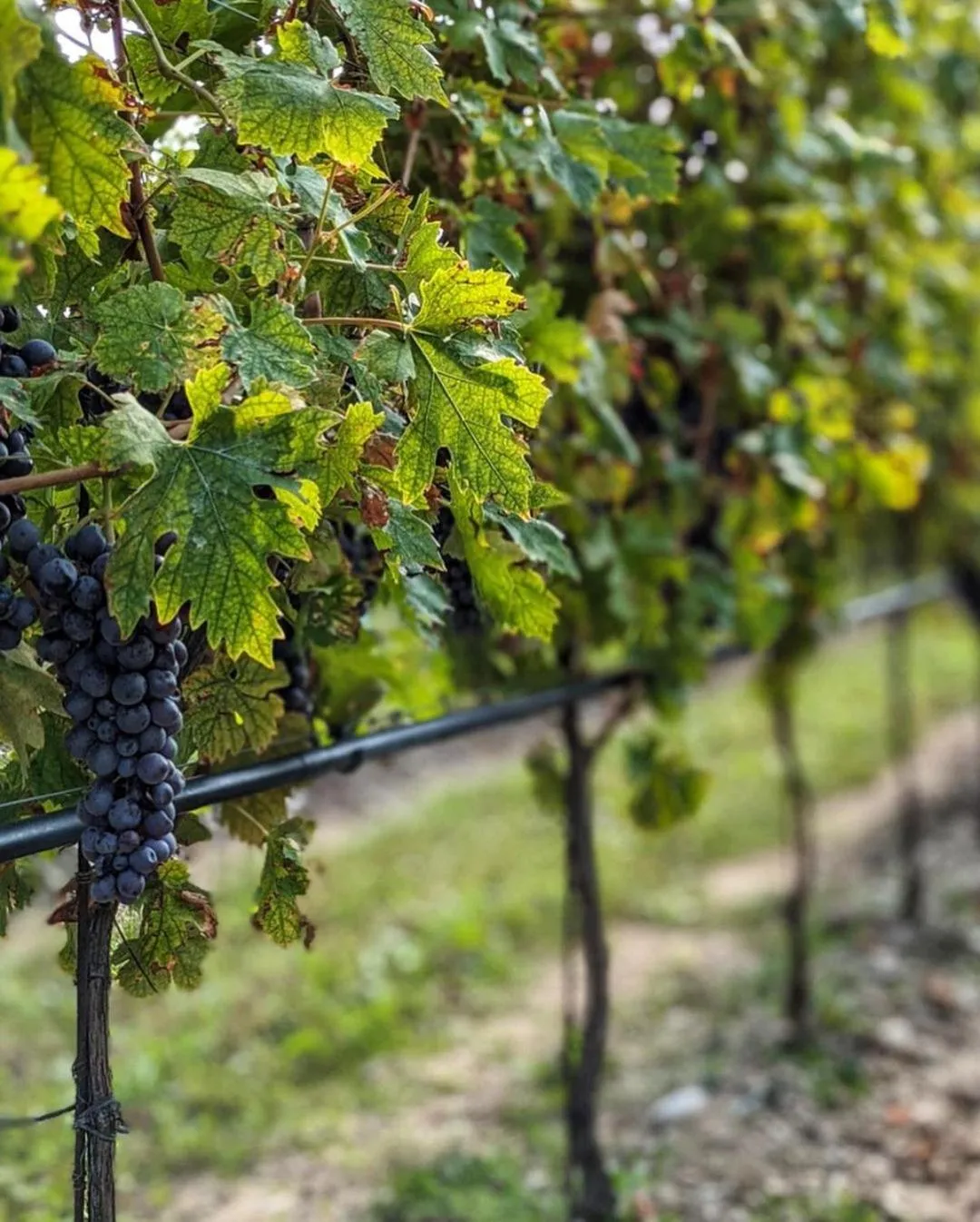 Spring in Natiia Relais - Adults Only