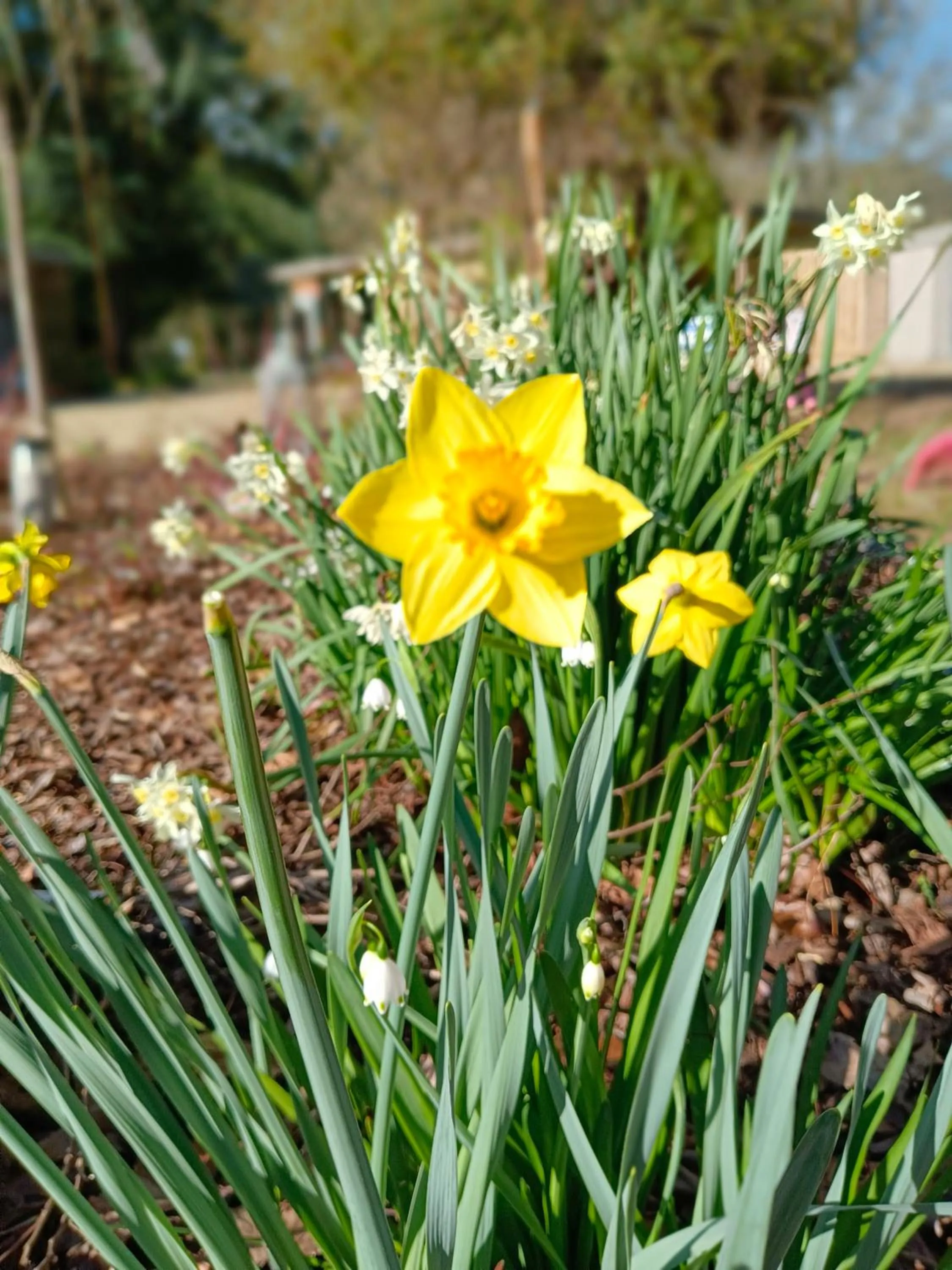 Garden in Buffalo Motel and Country Retreat