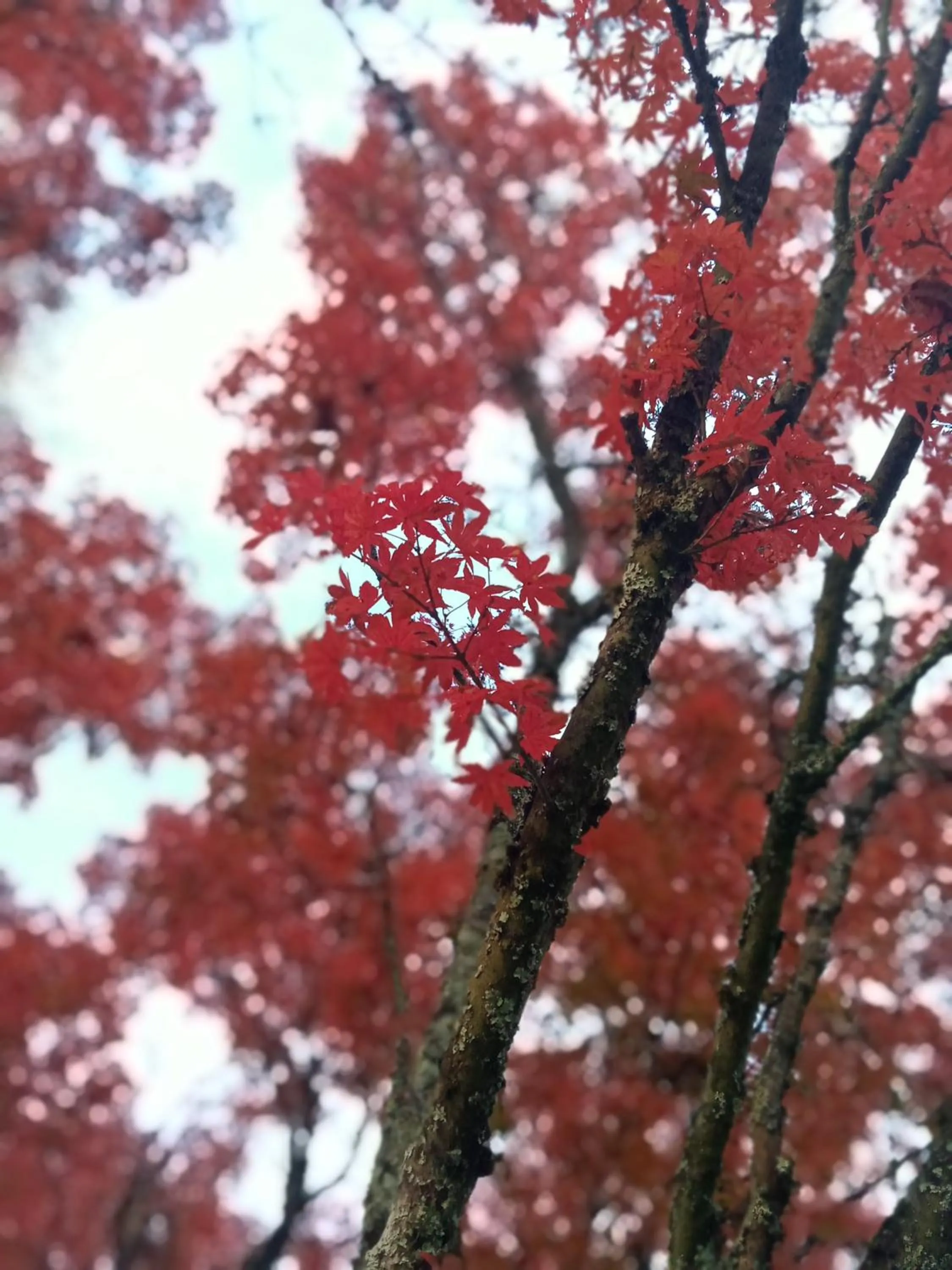 Buffalo Motel and Country Retreat