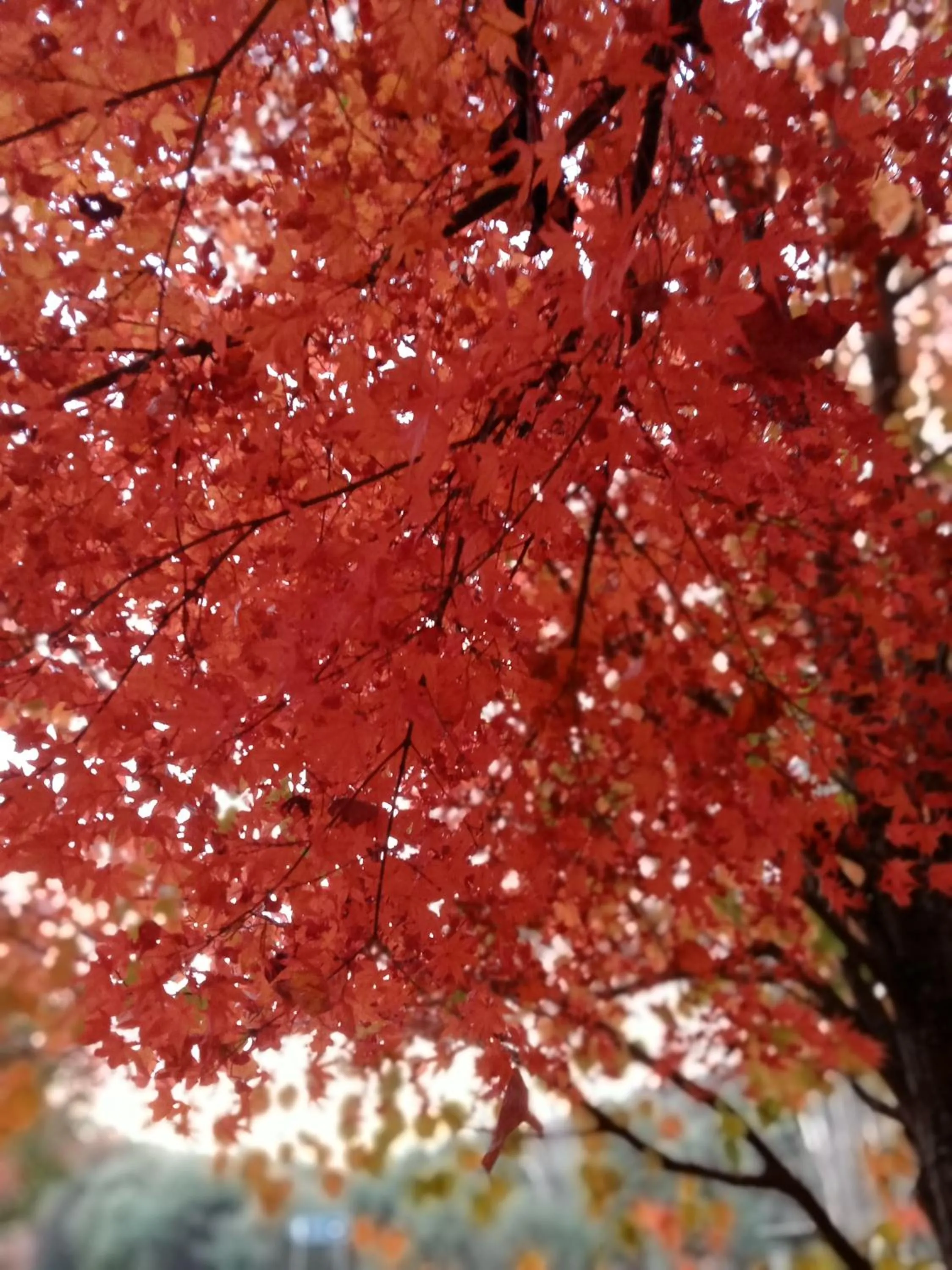 Buffalo Motel and Country Retreat