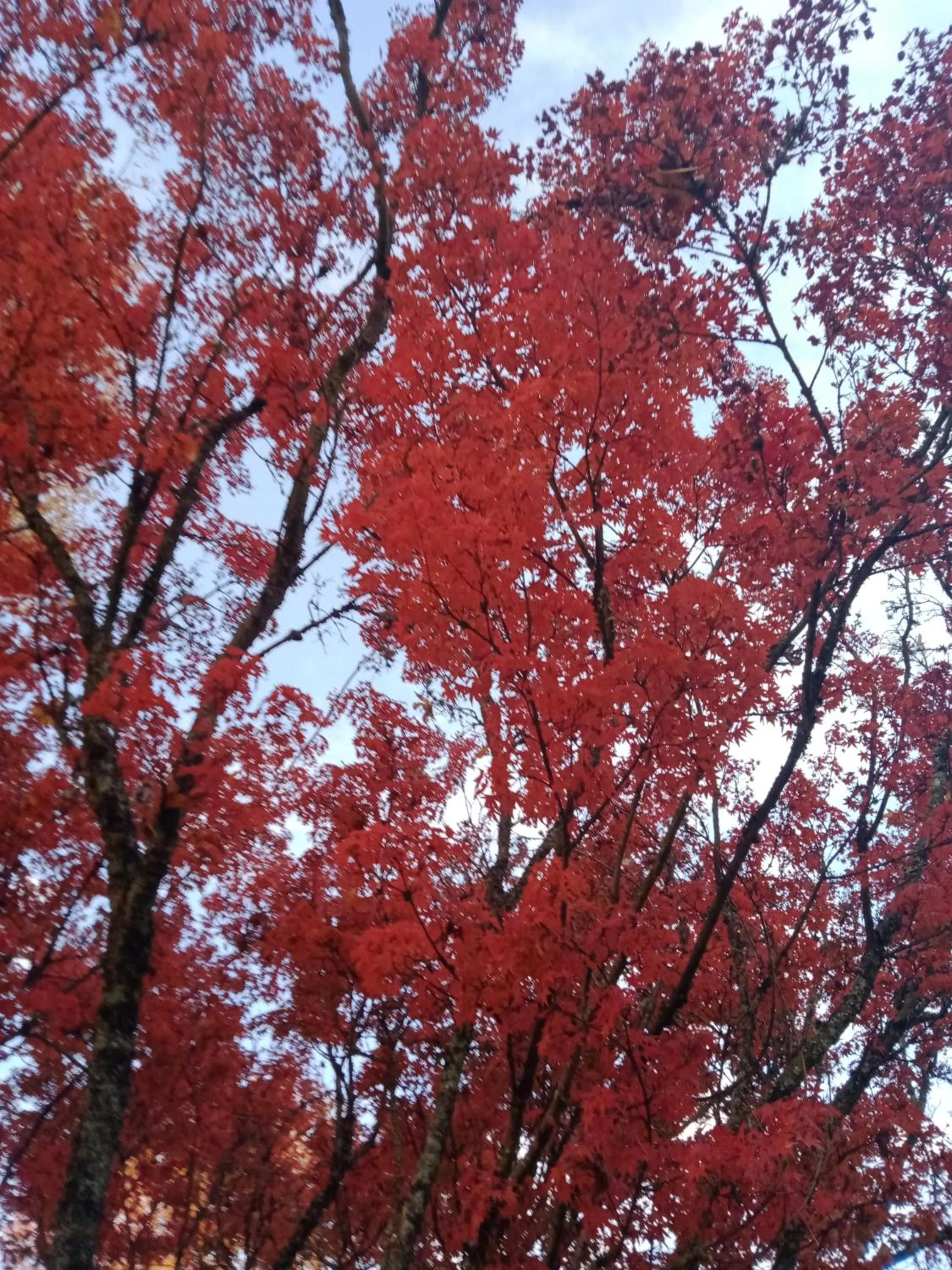 Buffalo Motel and Country Retreat