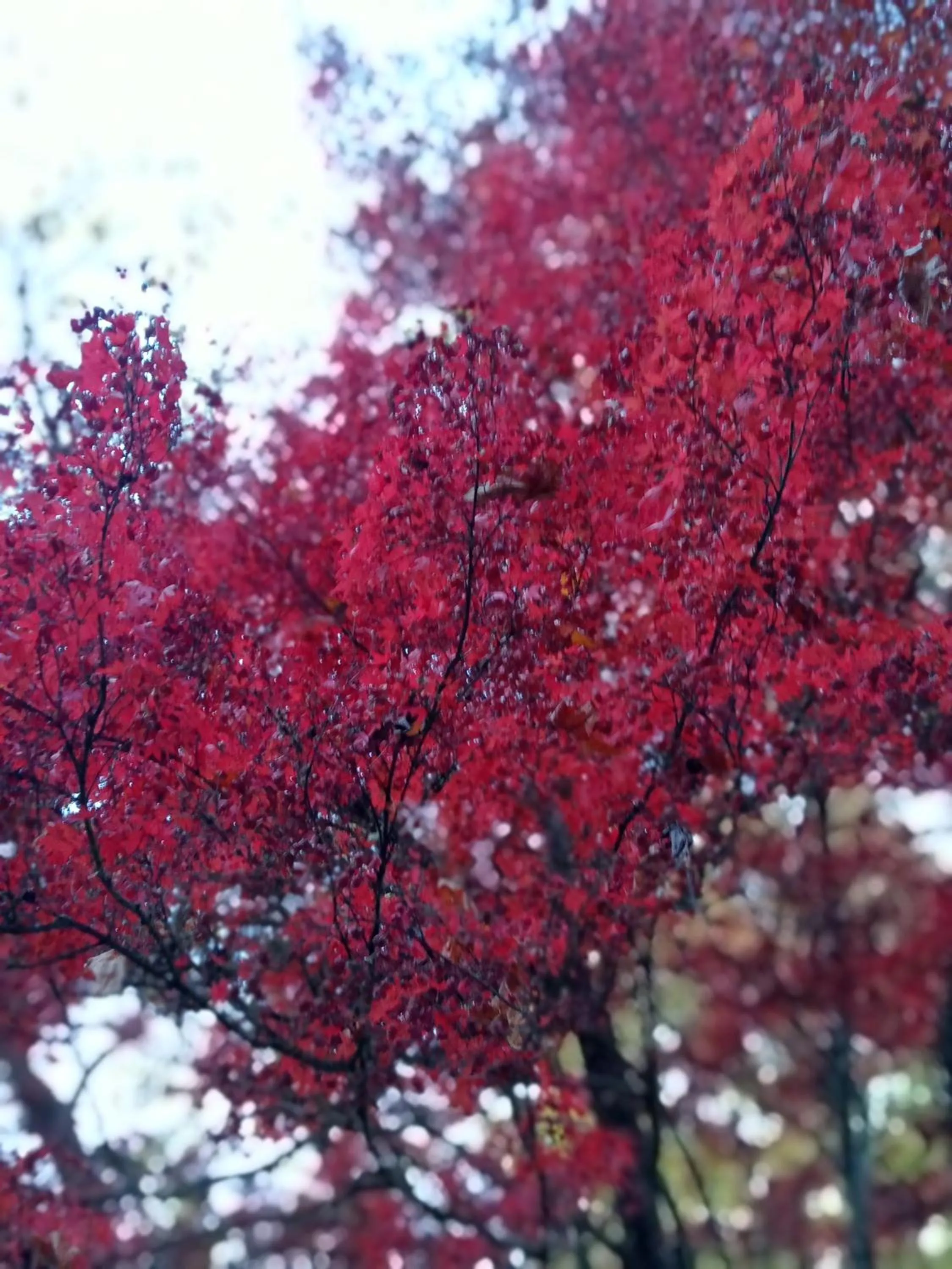Buffalo Motel and Country Retreat