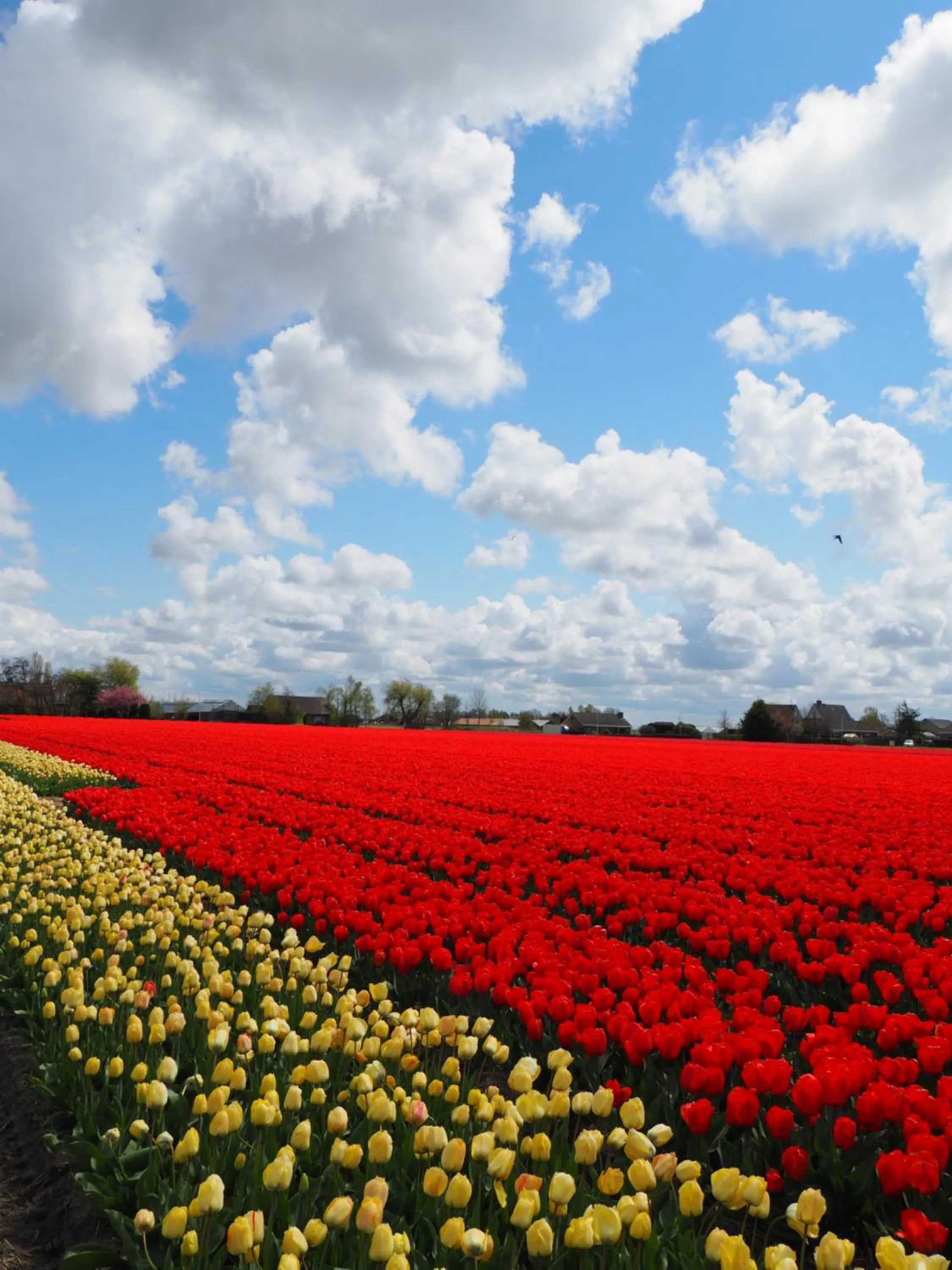Natural landscape in Polderlodge