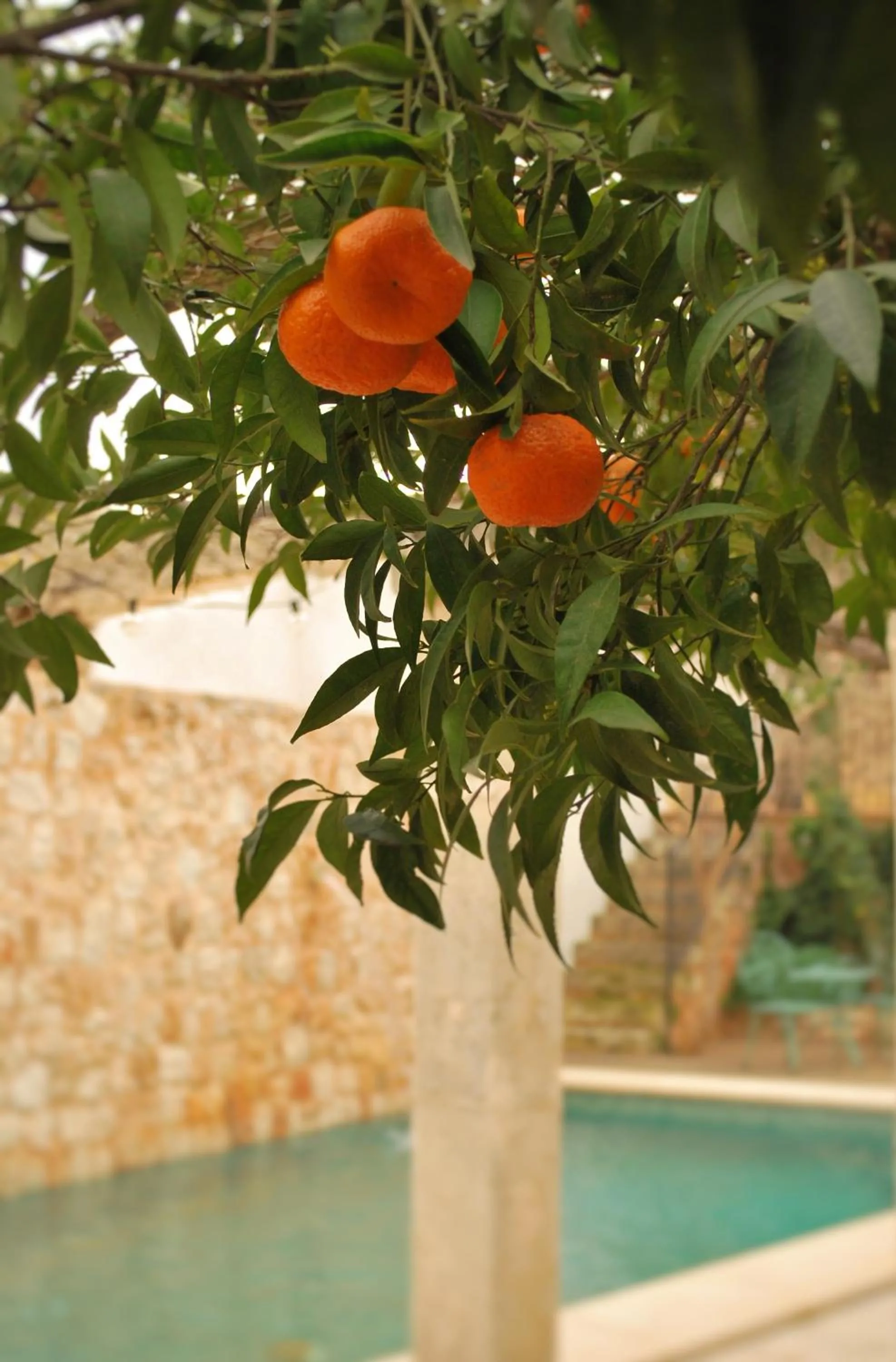 Swimming pool in PETIT HOTEL ALGAIDA