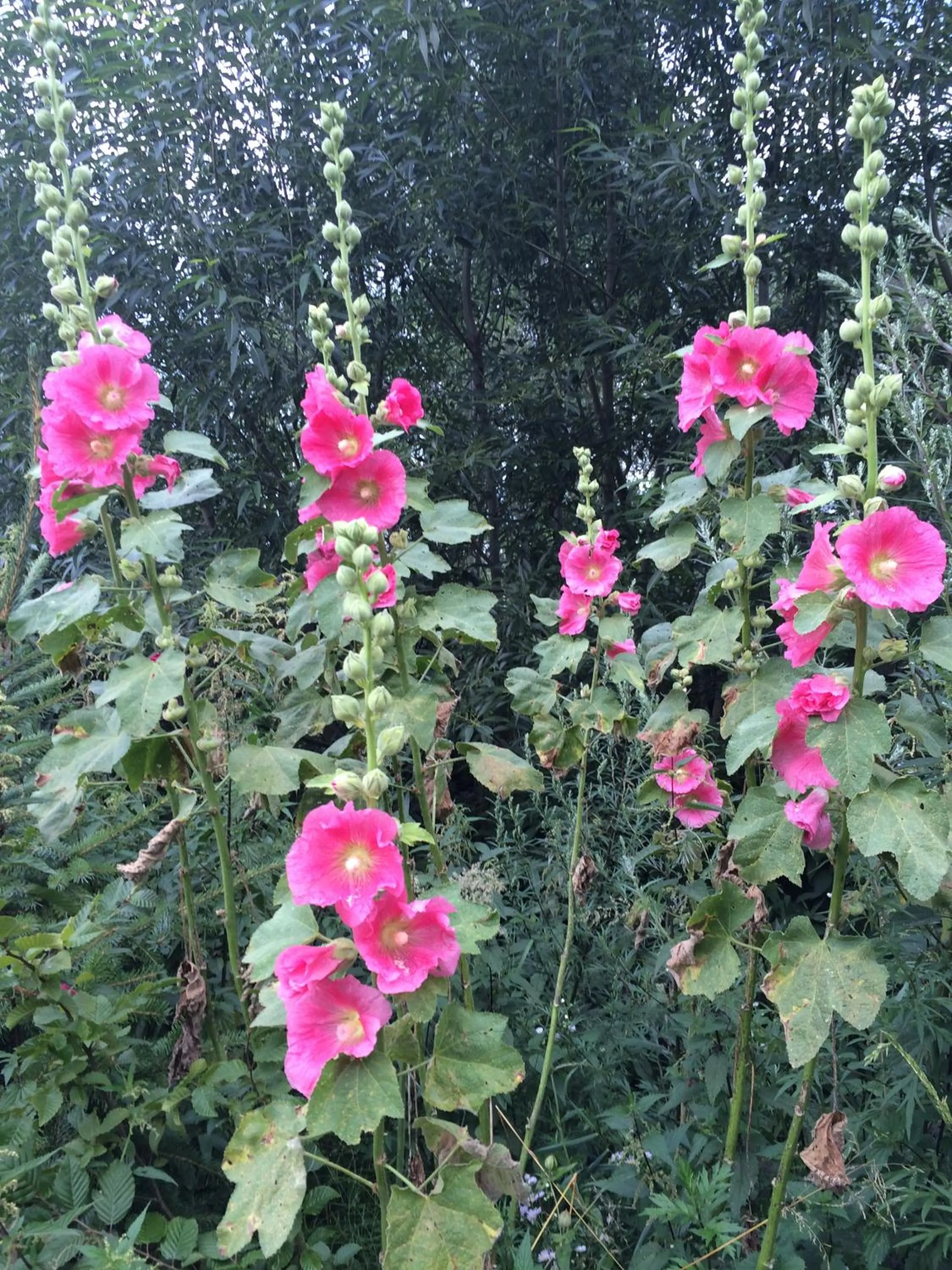 Garden in Dobry Czas