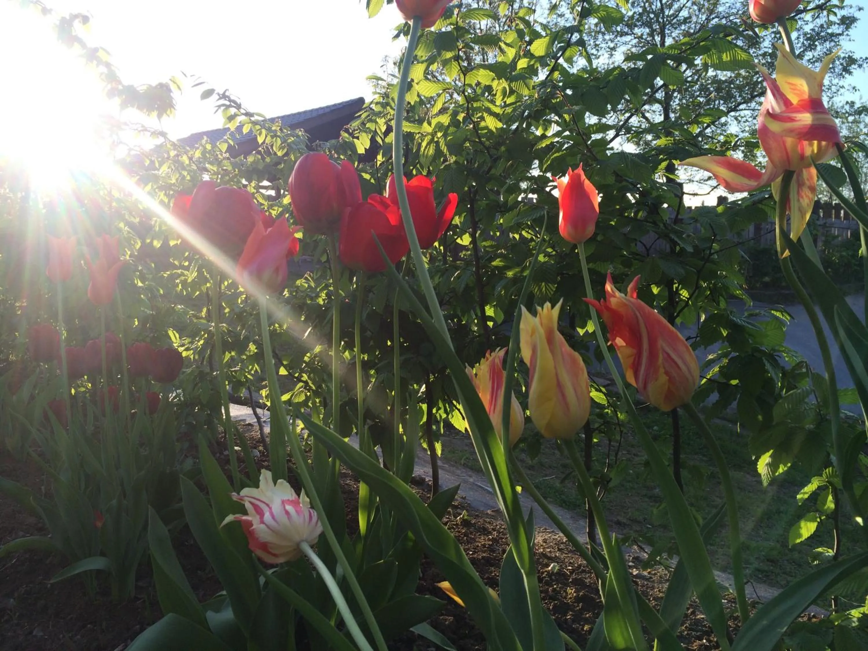Garden view in Dobry Czas