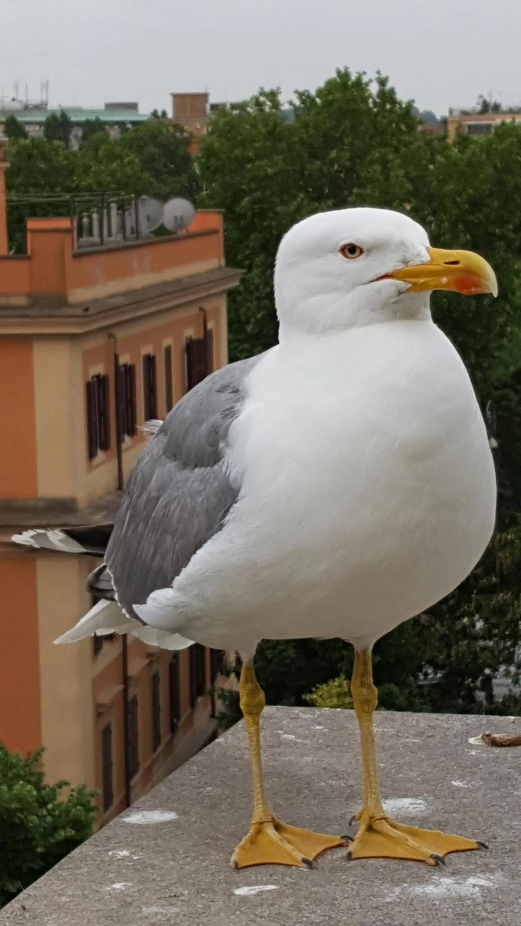 Pets in Bed & Breakfast A Casa di Lia a Roma