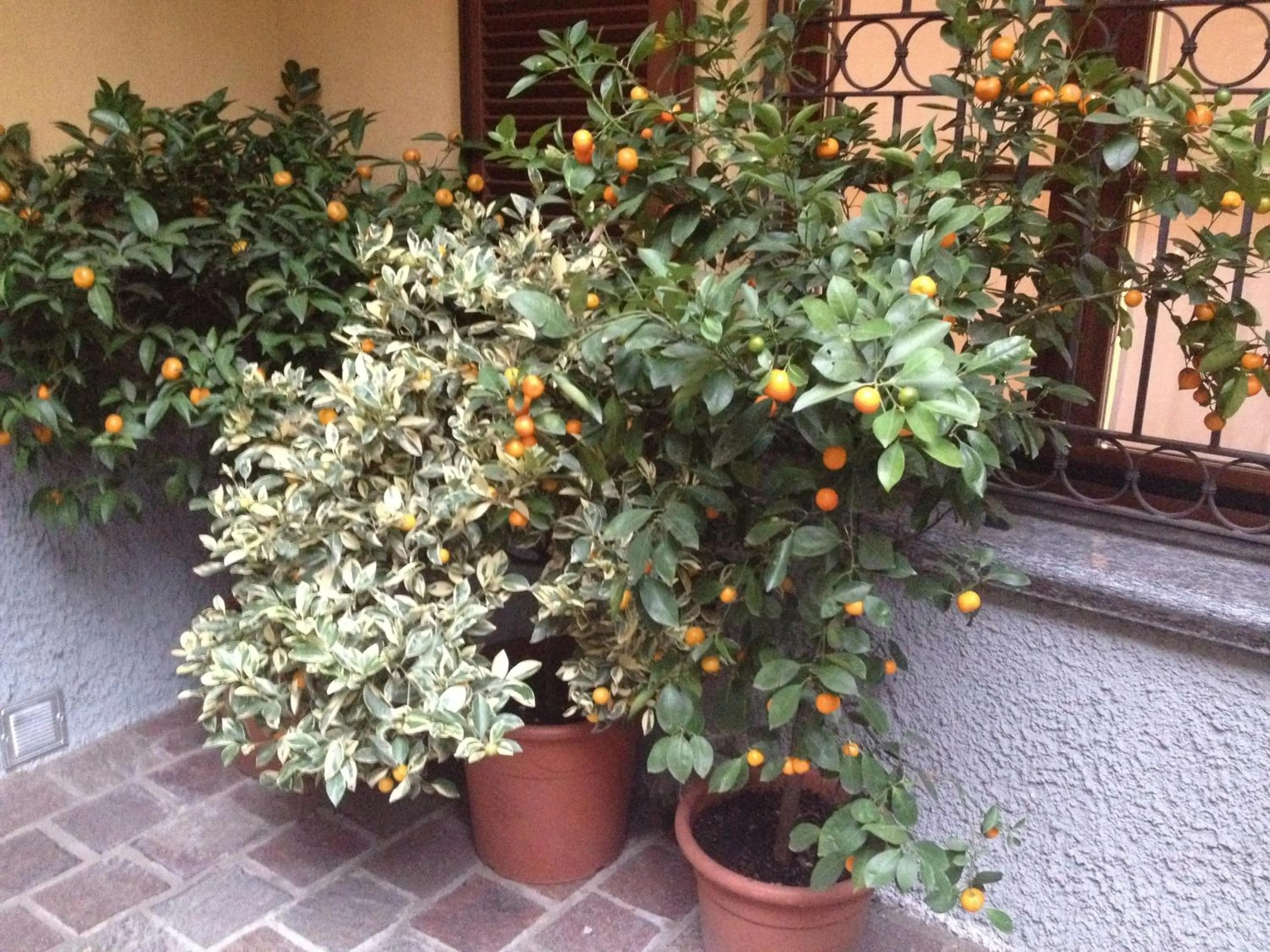 Decorative detail in Antica Trattoria dell'Uva