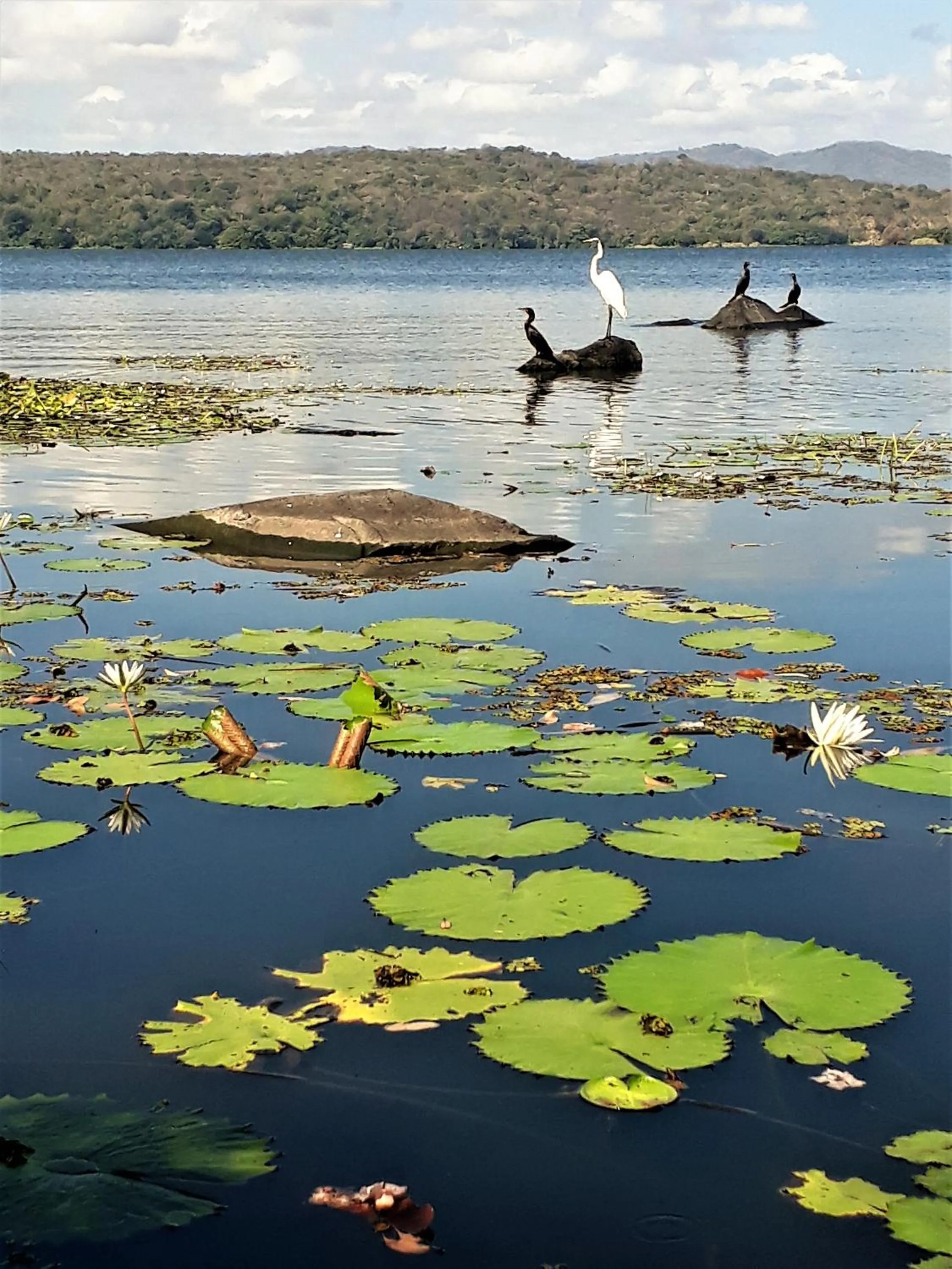Animals in Zopango Orchids Island
