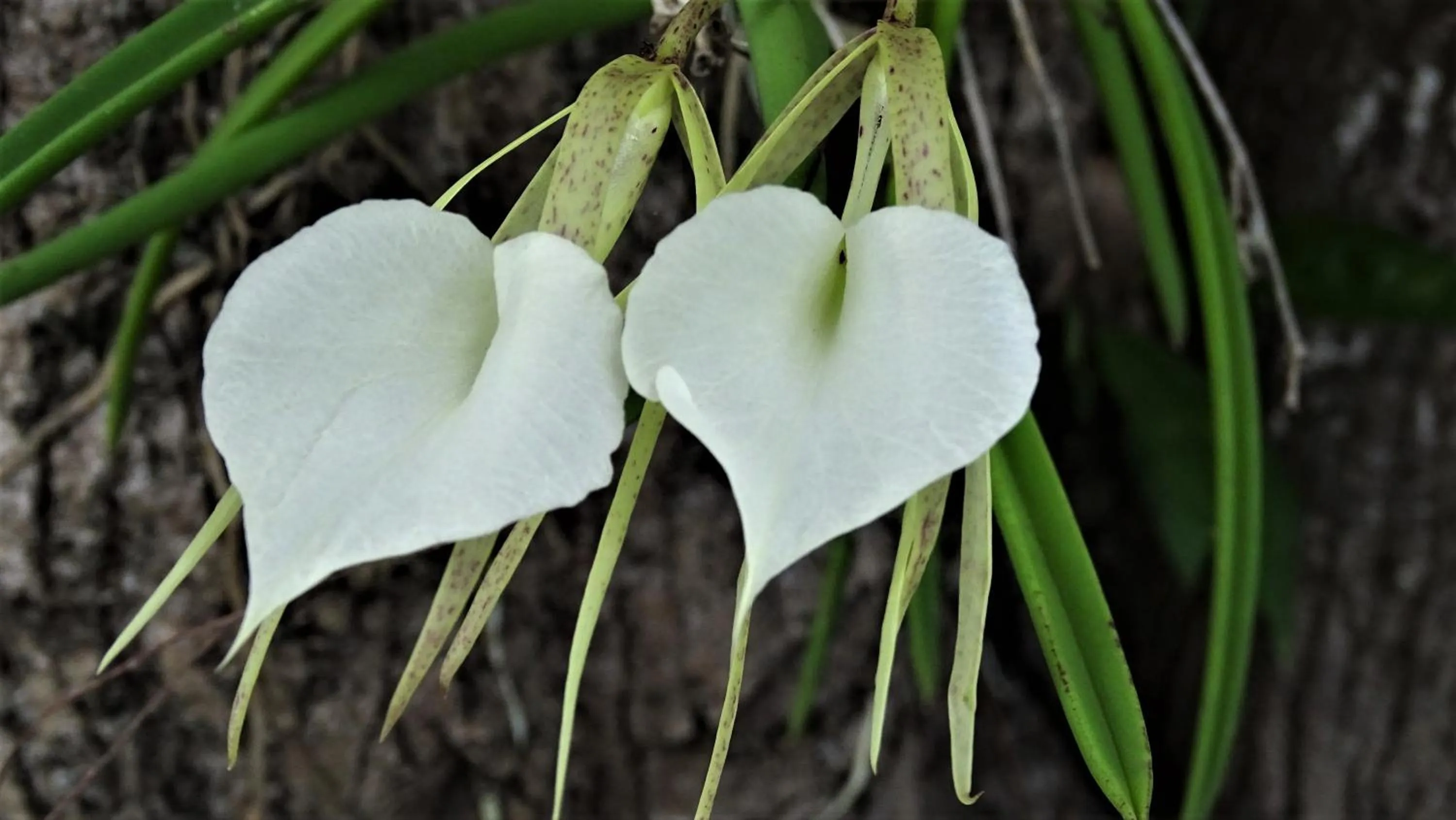 Zopango Orchids Island