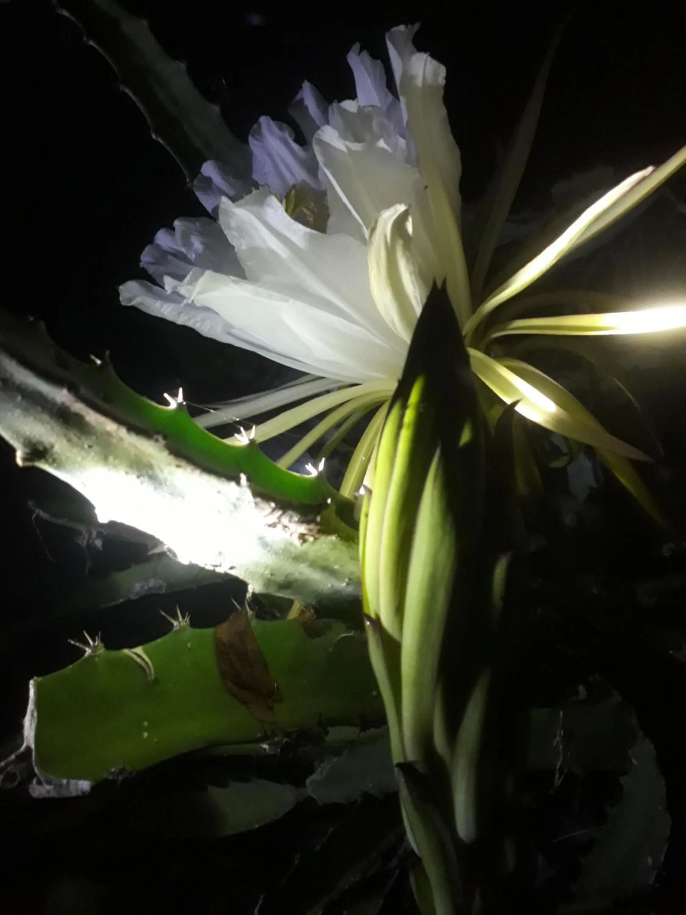 Zopango Orchids Island