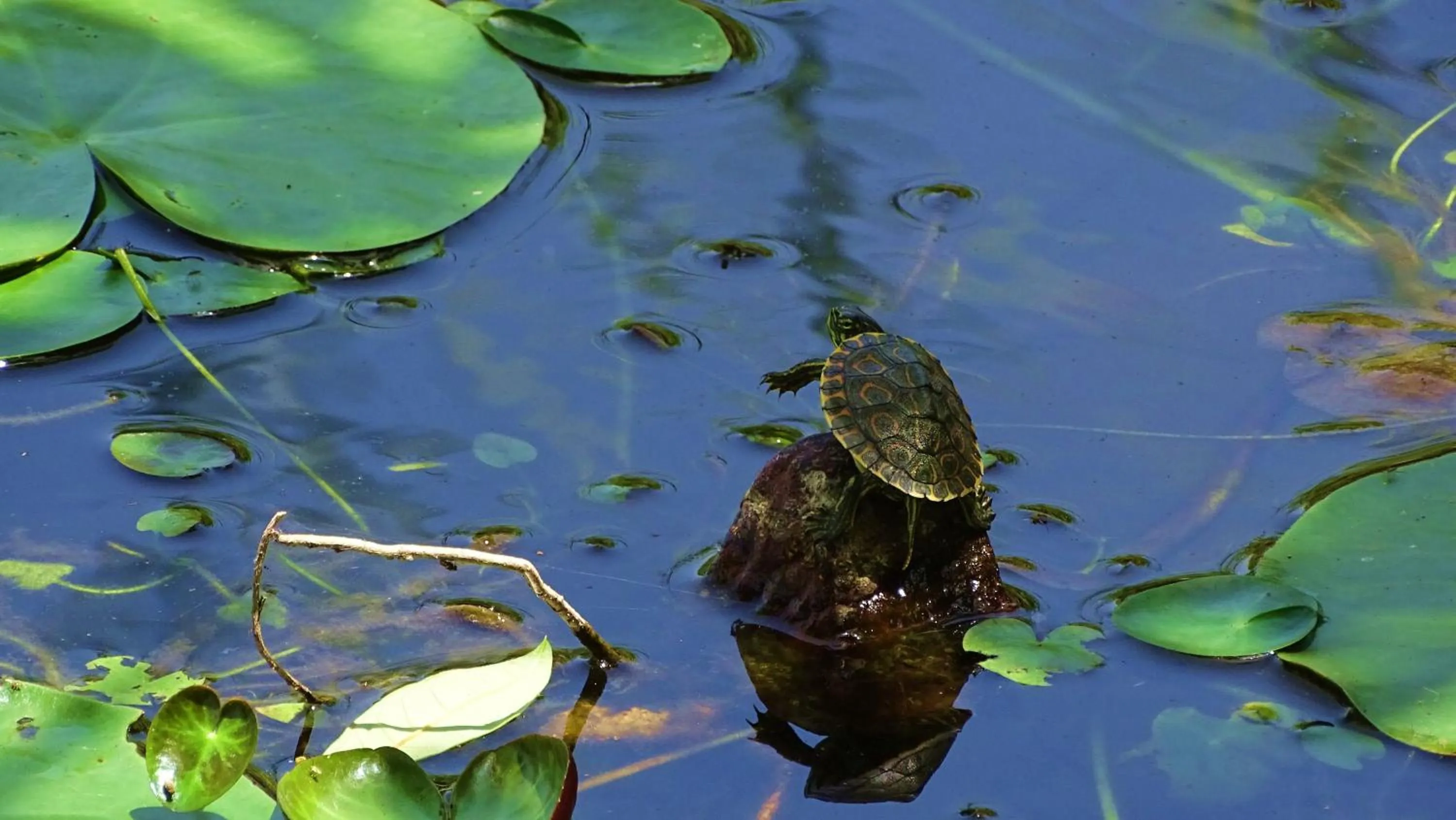 Zopango Orchids Island