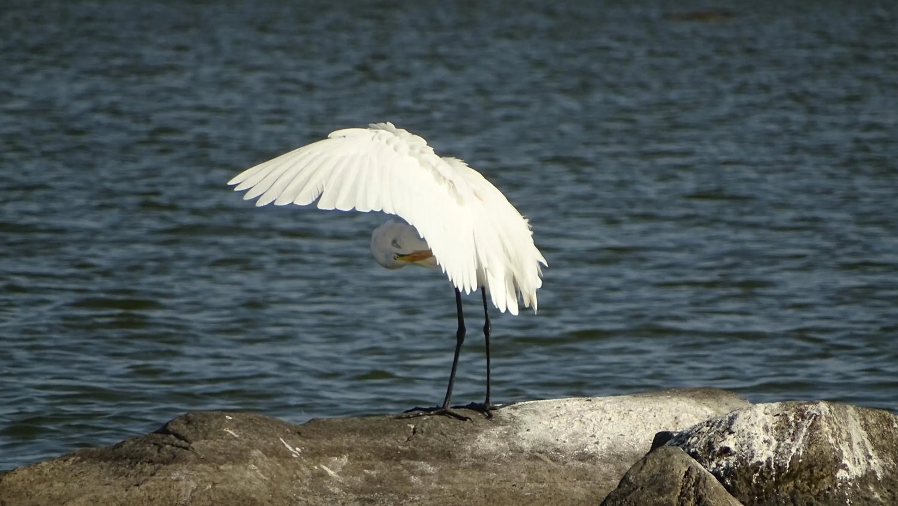 Zopango Orchids Island