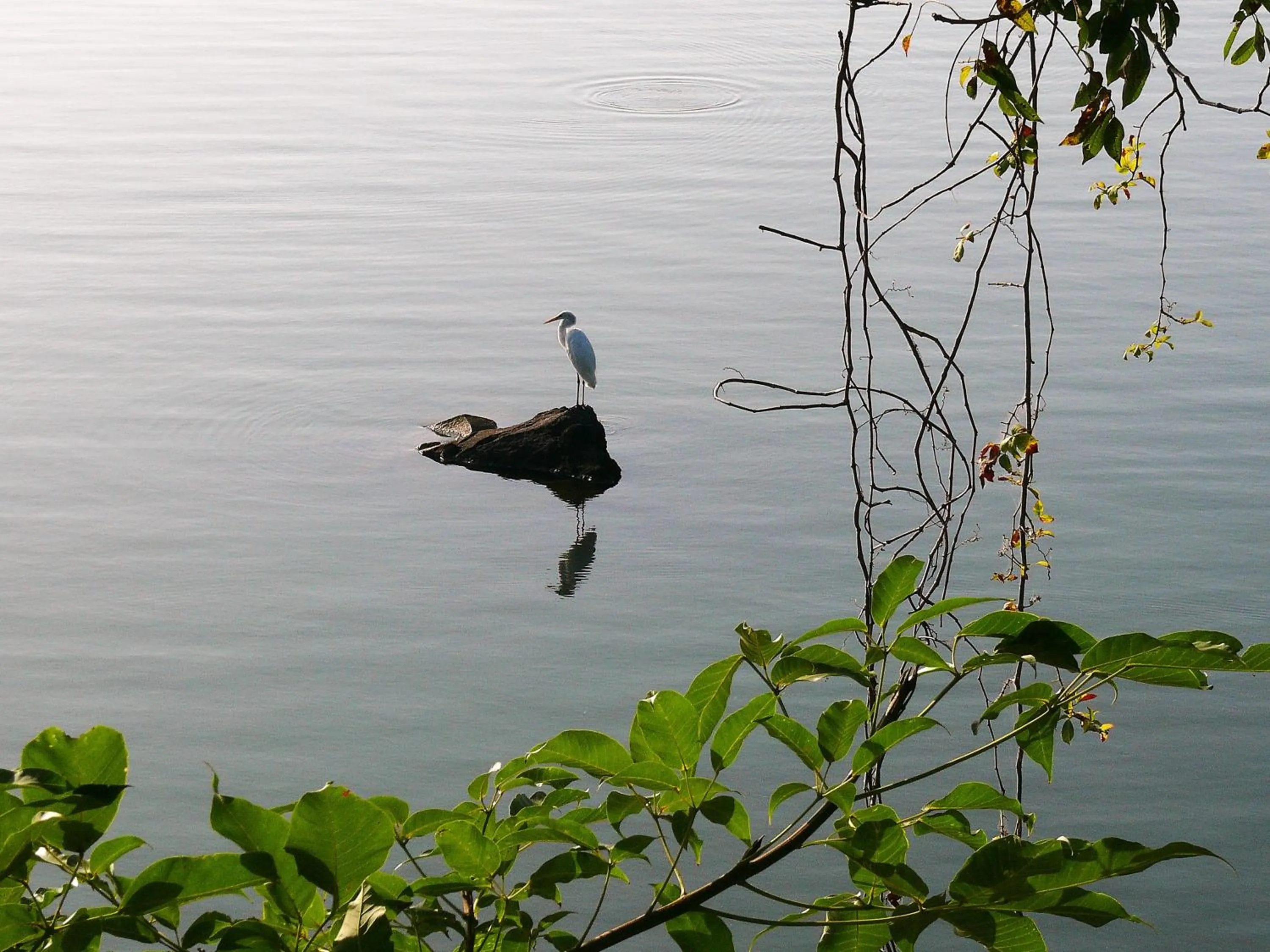 Natural landscape in Zopango Orchids Island