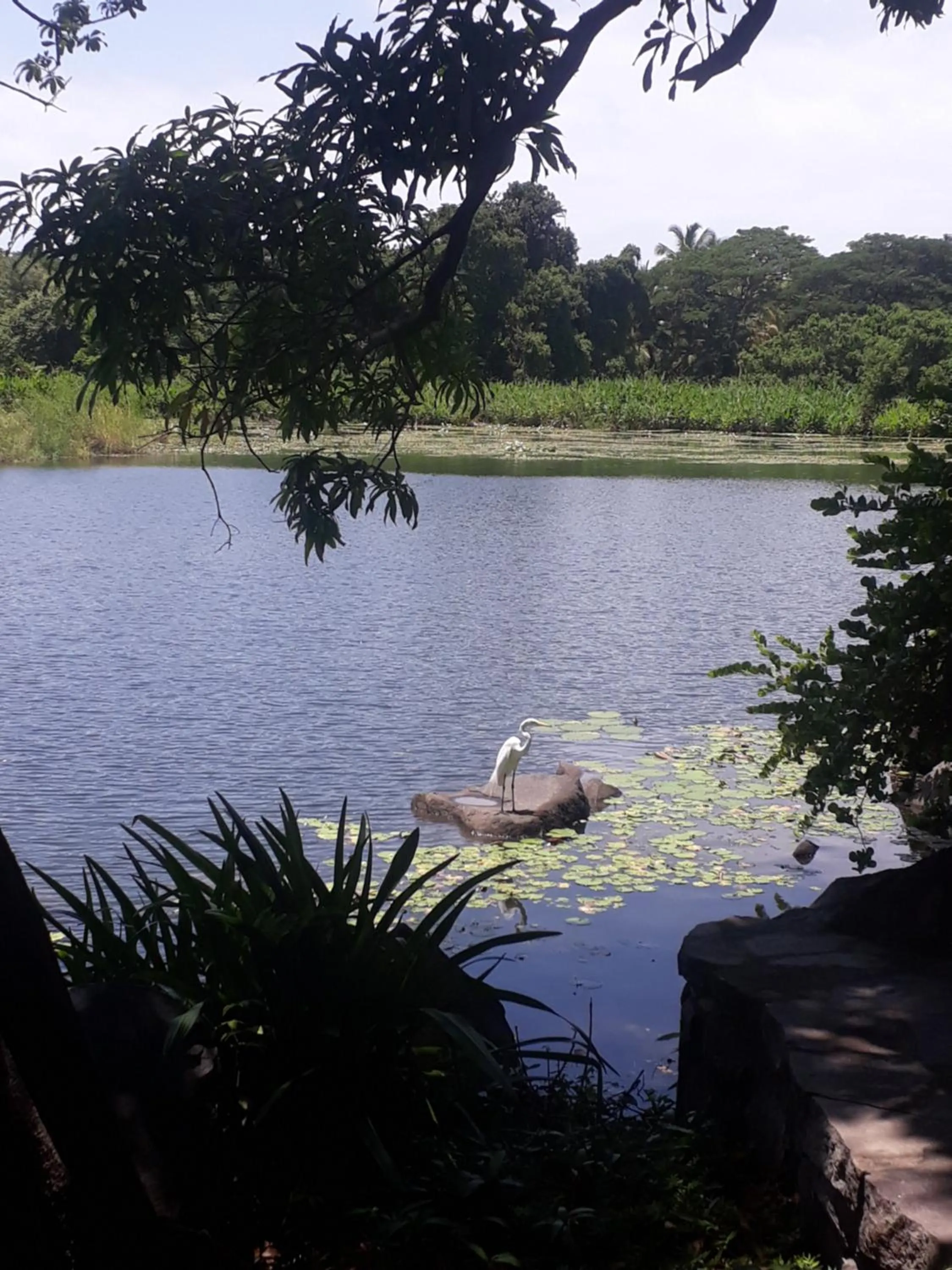 Zopango Orchids Island