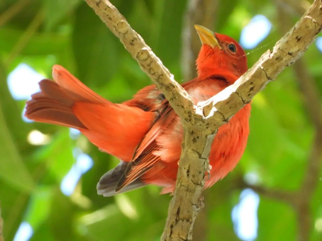 Zopango Orchids Island
