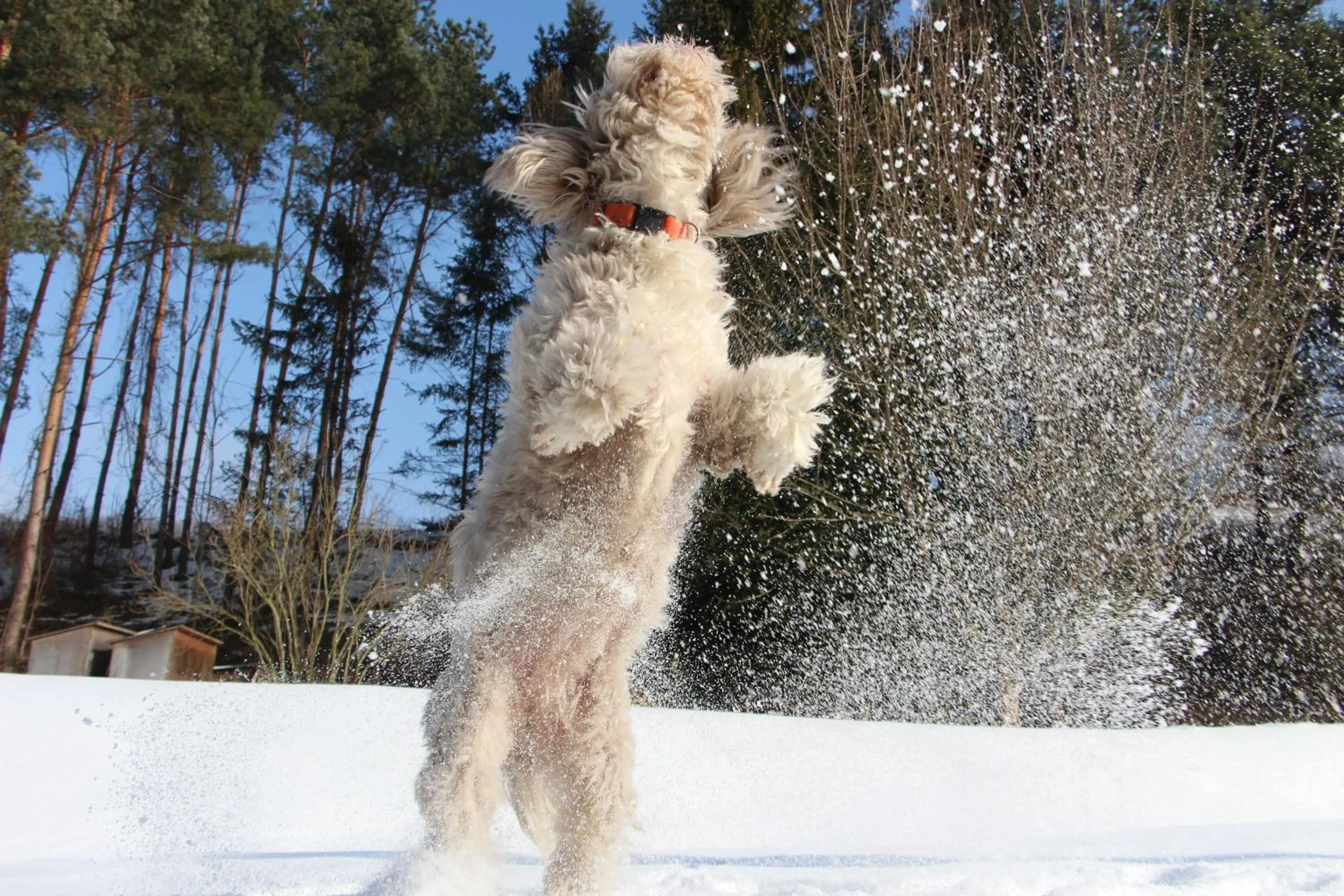 Winter in Steinschalerhof