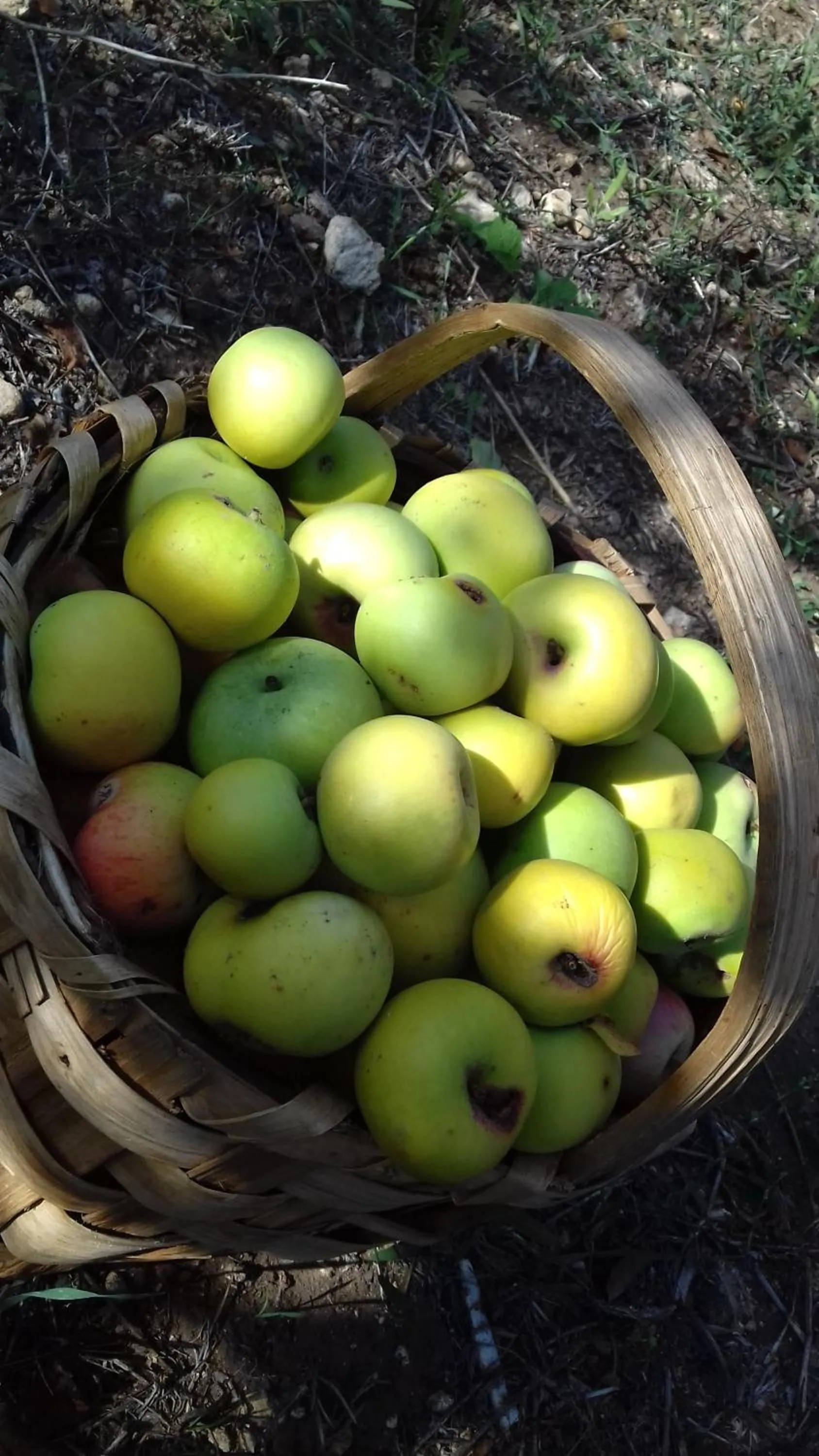 Autumn in B&B Badde Cubas