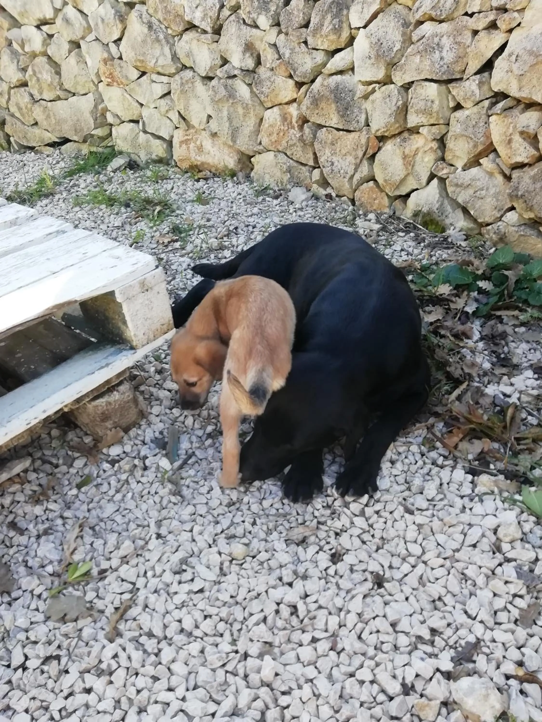 Pets in B&B Badde Cubas