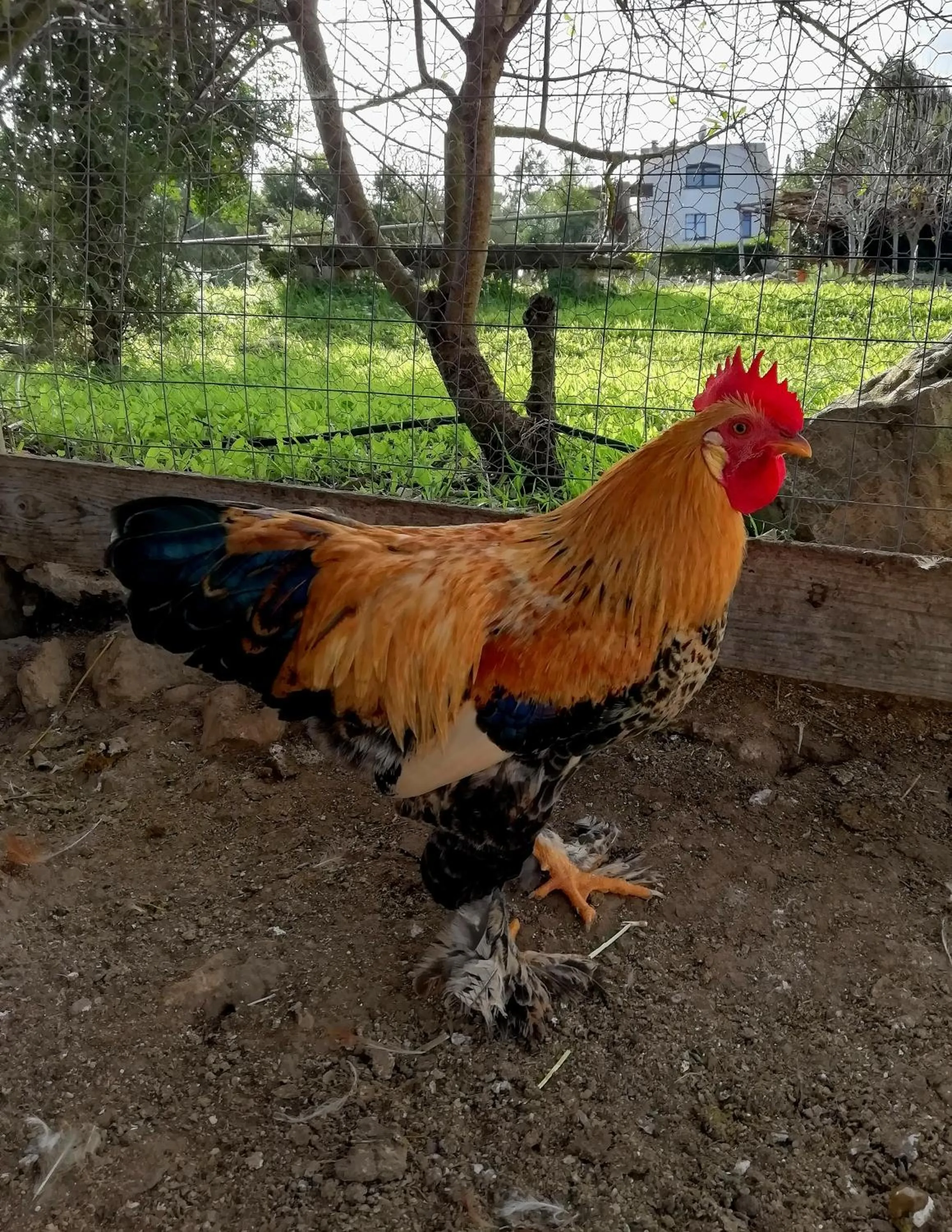 Animals in B&B Badde Cubas