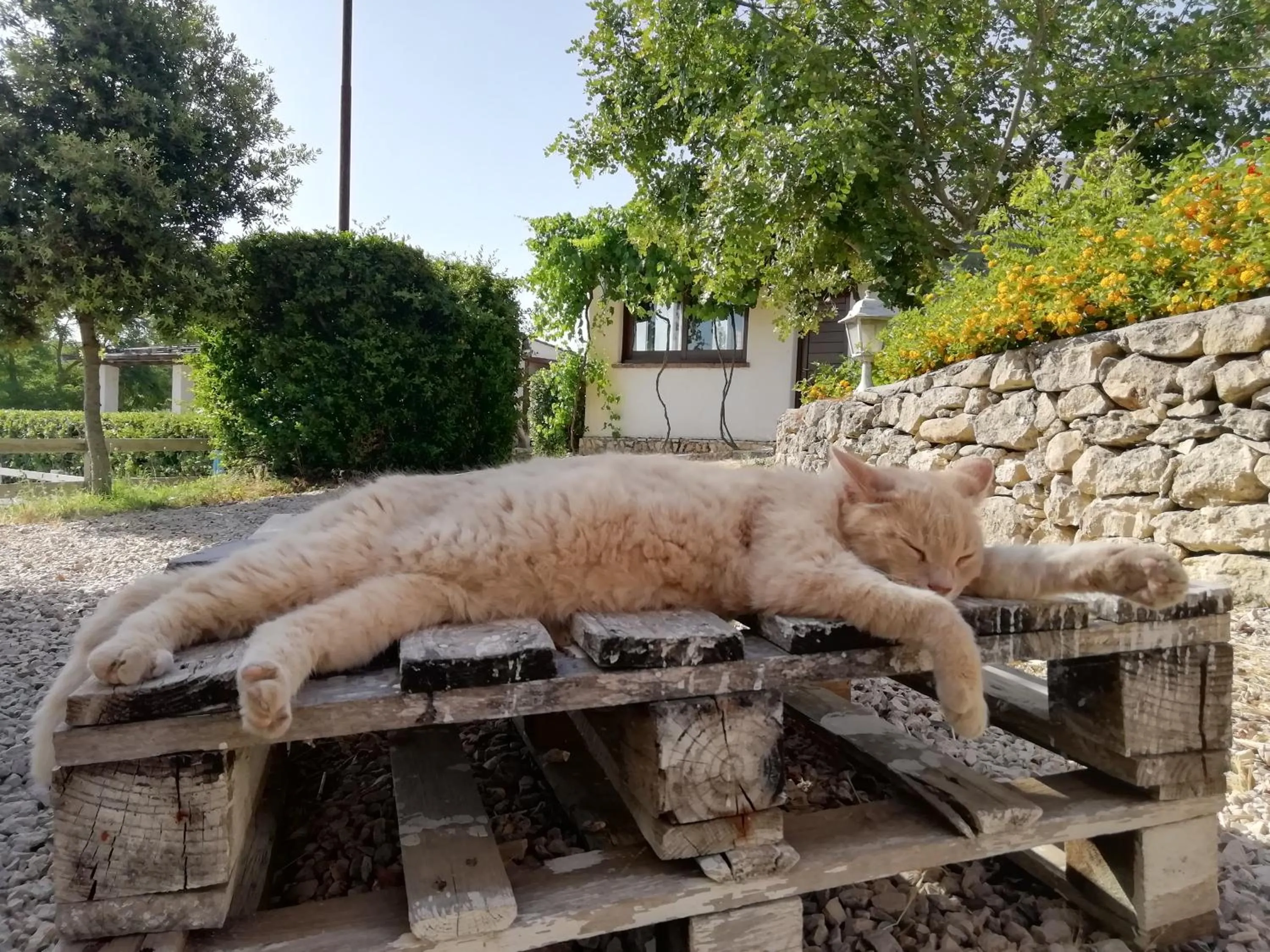 Animals in B&B Badde Cubas