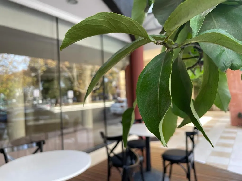 Santa Catarina Plaza Hotel