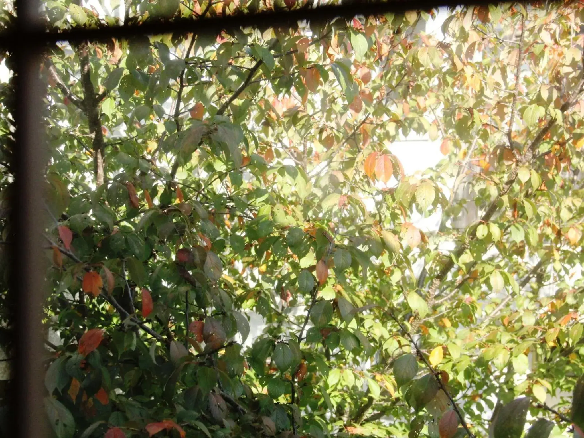 Garden view in Ikemoto Garden view in Ikemoto