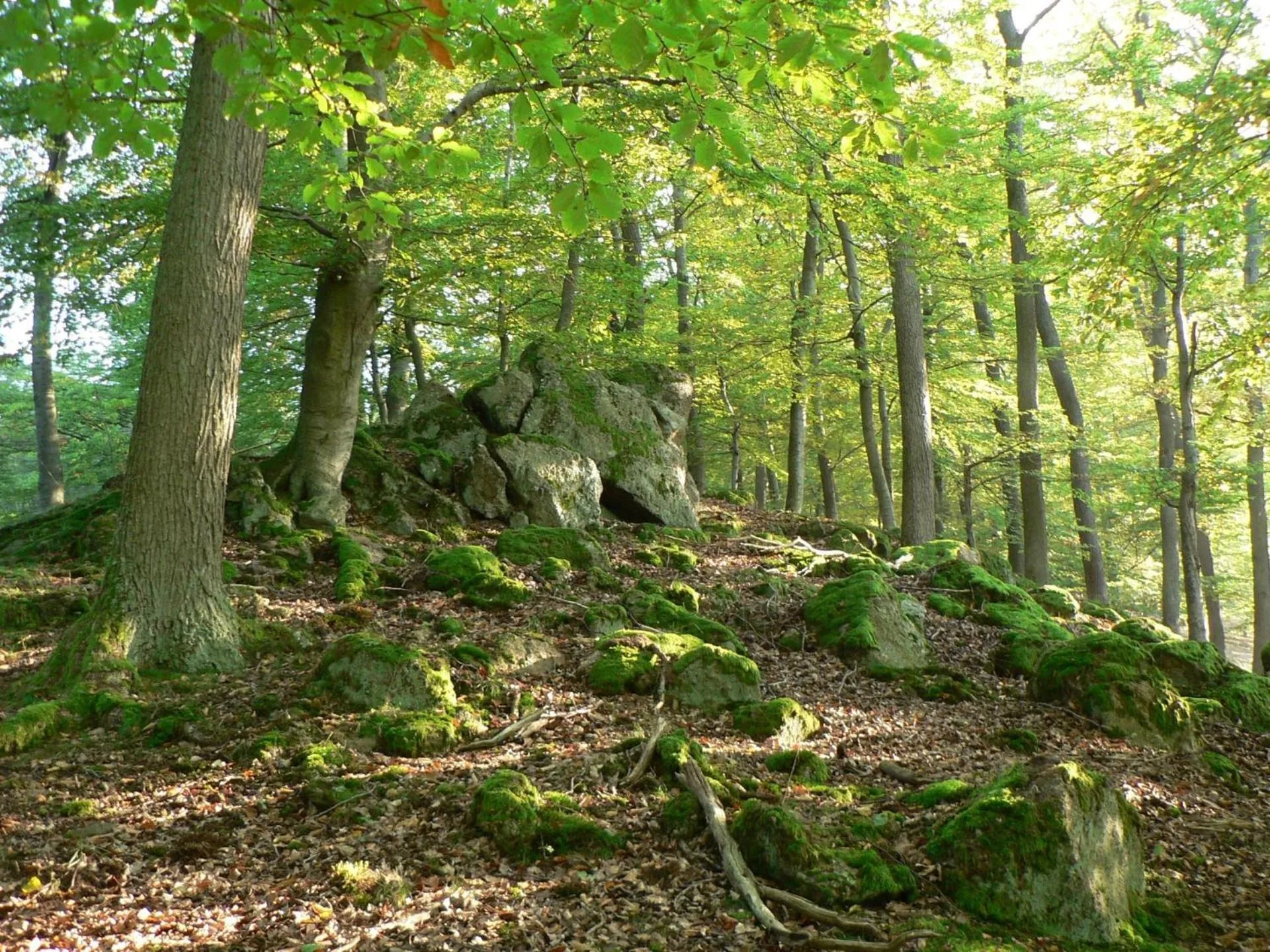 Natural landscape in BELVEDERE - das BIO HOTEL Garni & SuiteHotel am Edersee ! Unser Geschenk für Sie, auch die GästeCard GrimmHeimat!