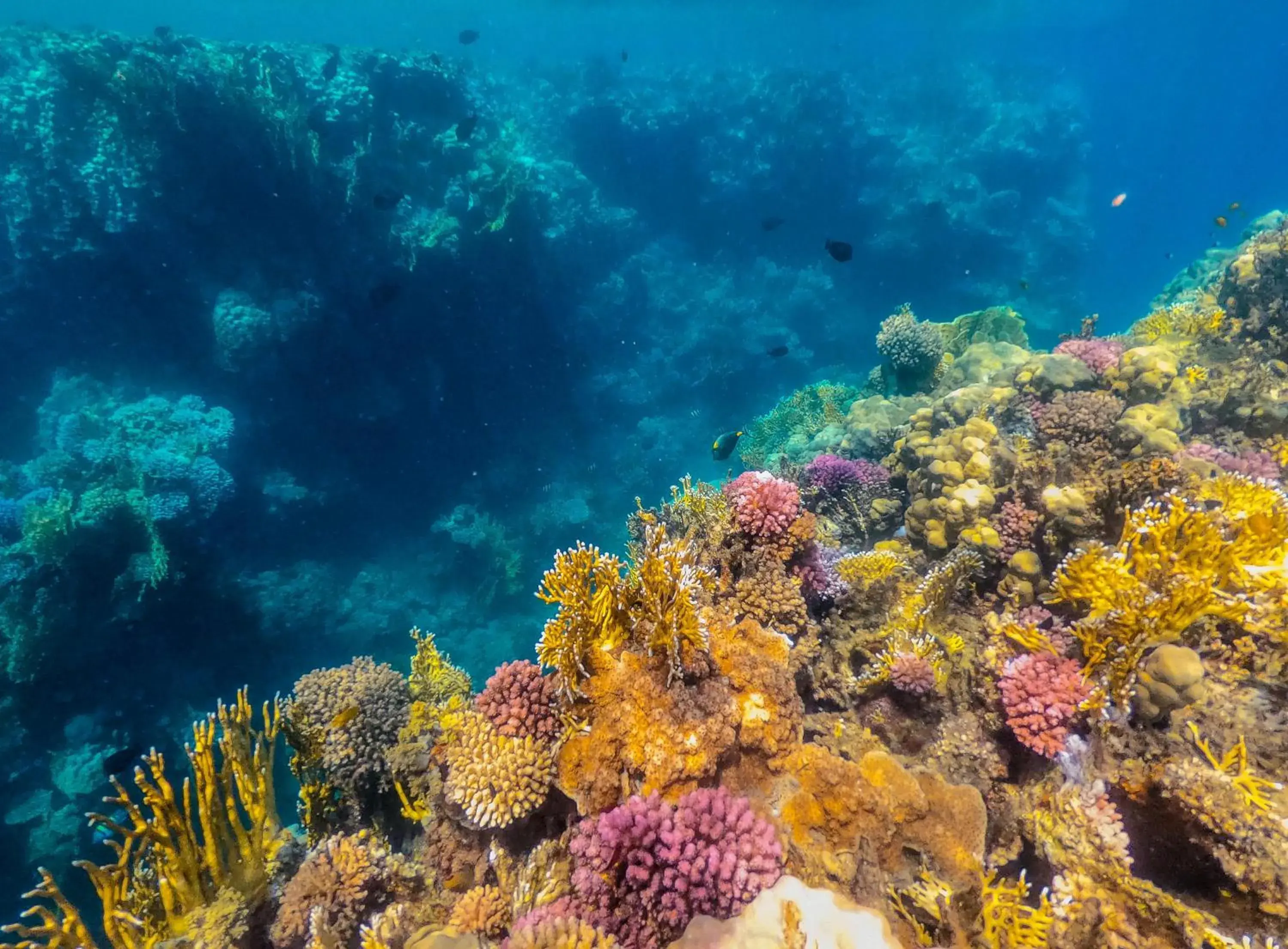 Sea view in Sataya Resort Marsa Alam Sea view in Sataya Resort Marsa Alam