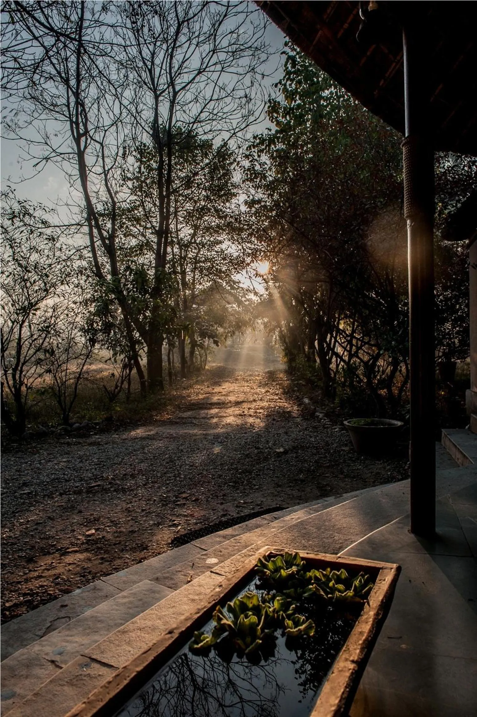 Other in Jim's Jungle Retreat