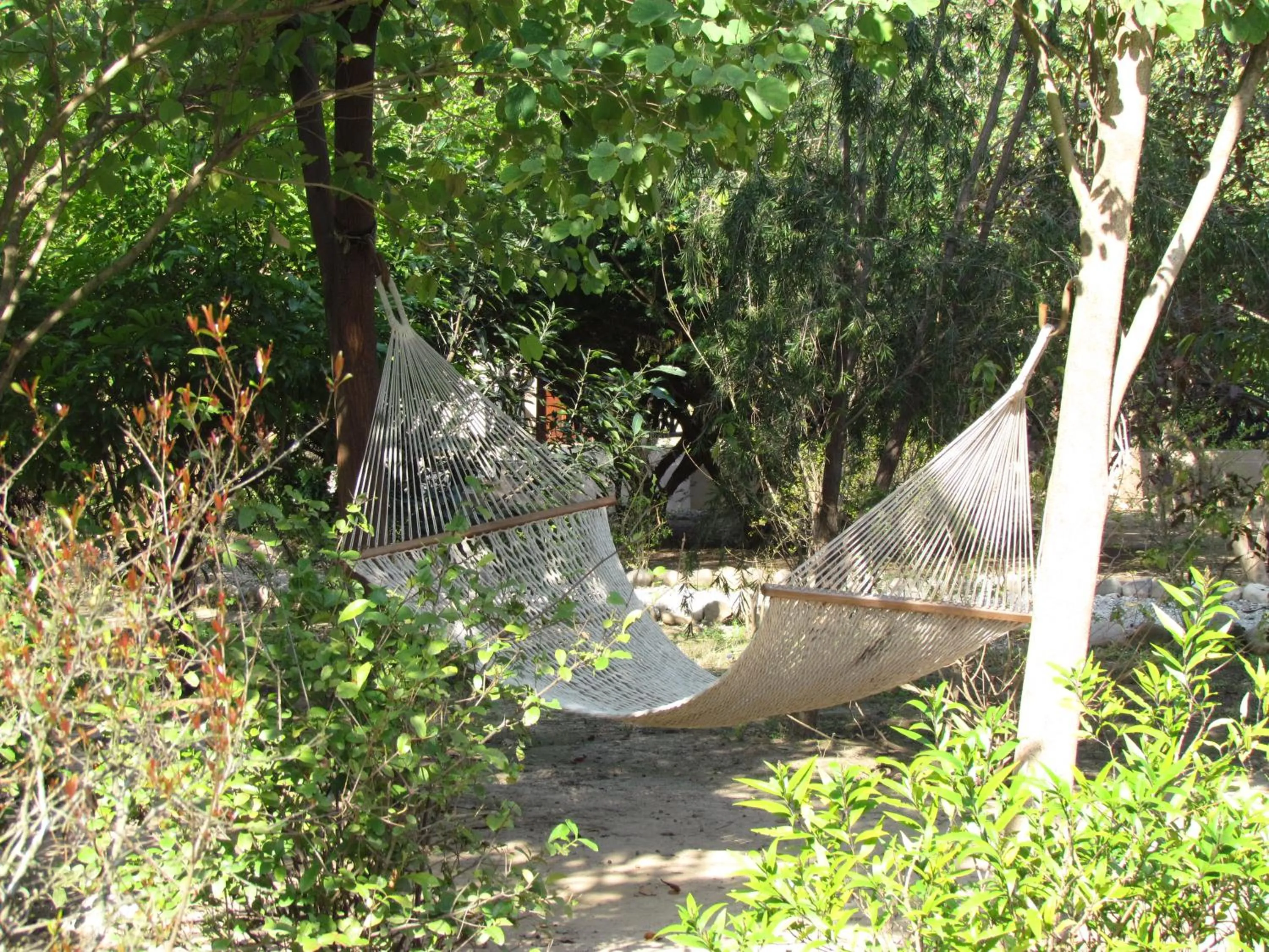 Garden in Jim's Jungle Retreat