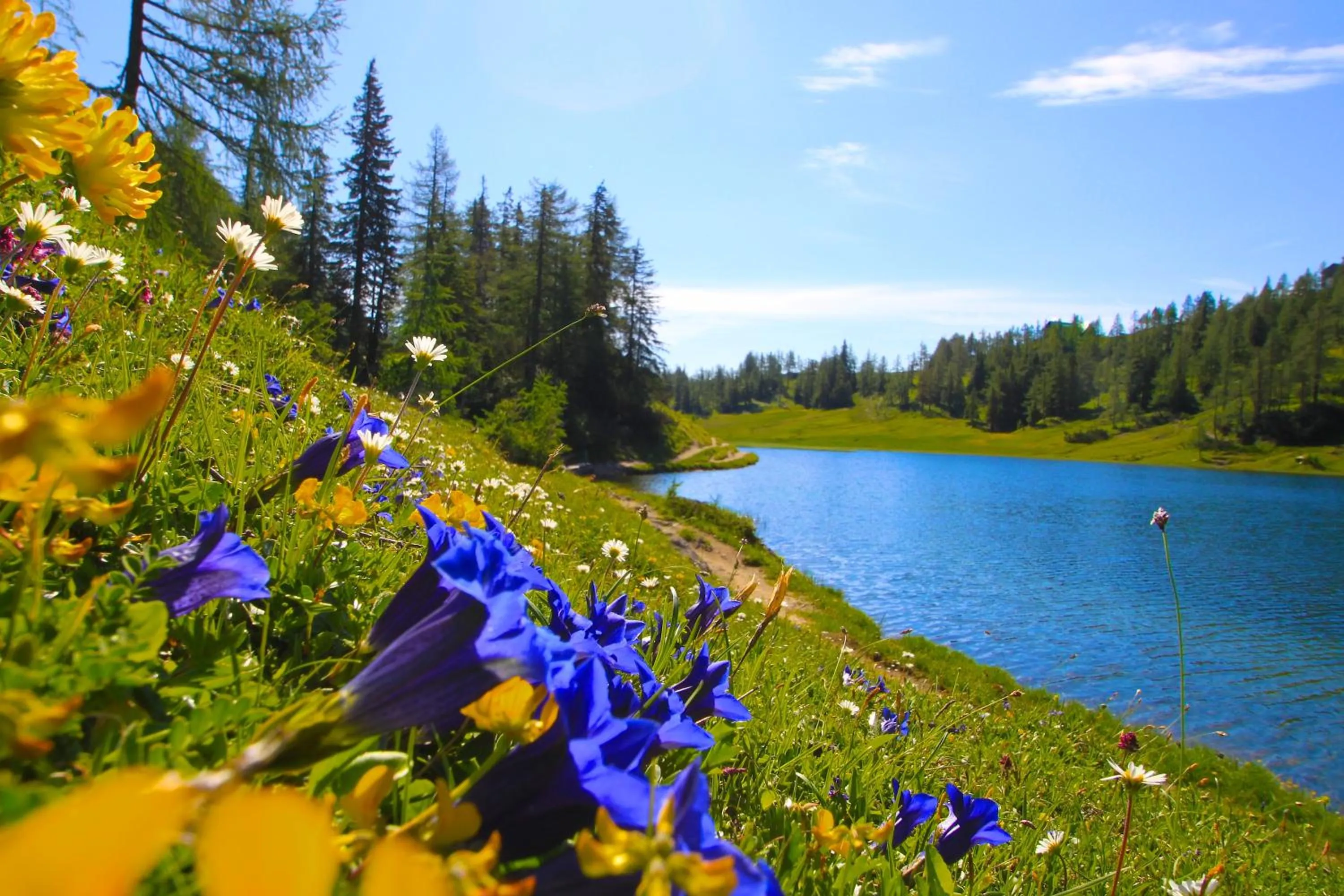 Natural landscape in Appartements-Restaurant Schwaiger