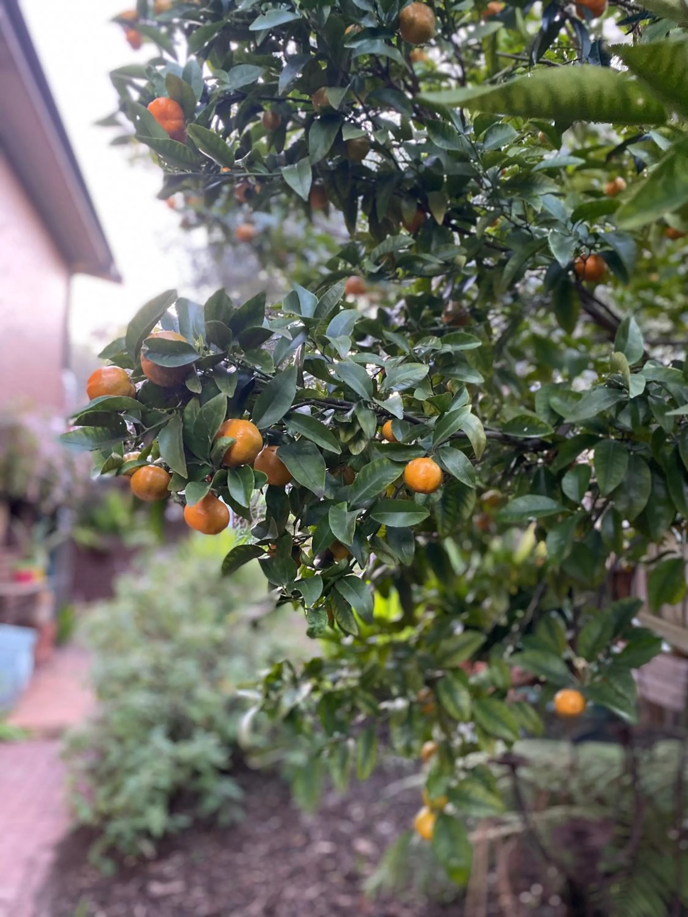 Garden in The Studio
