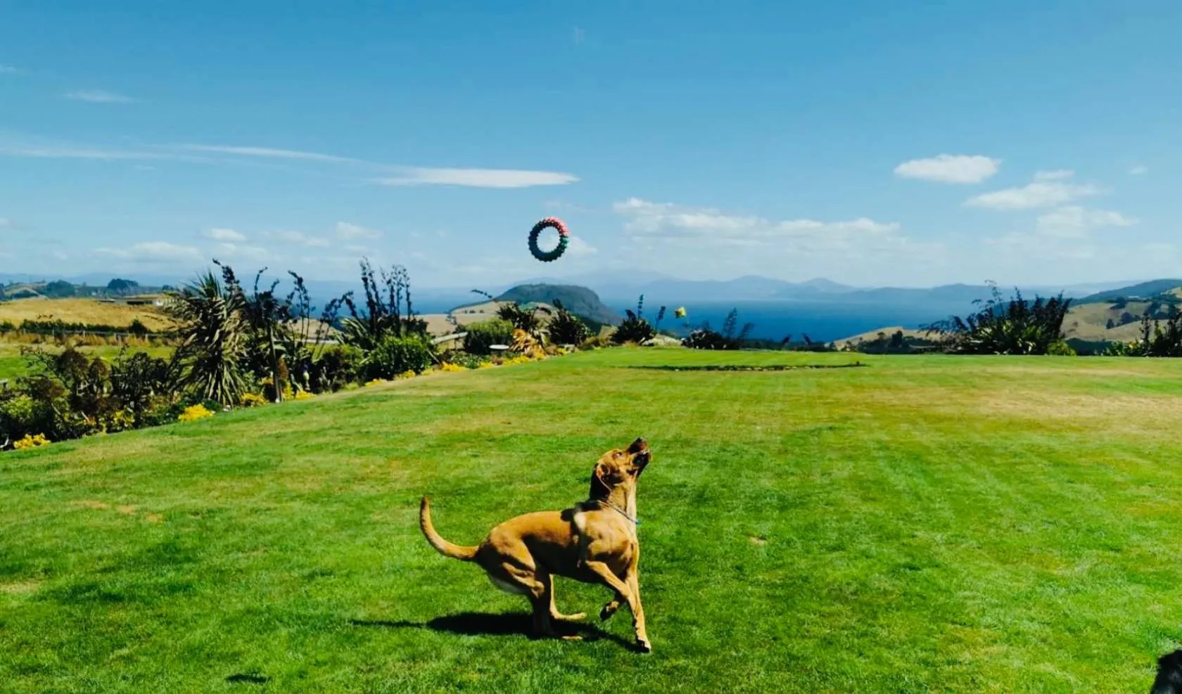 Animals in Hilltop Whakaipo Estate