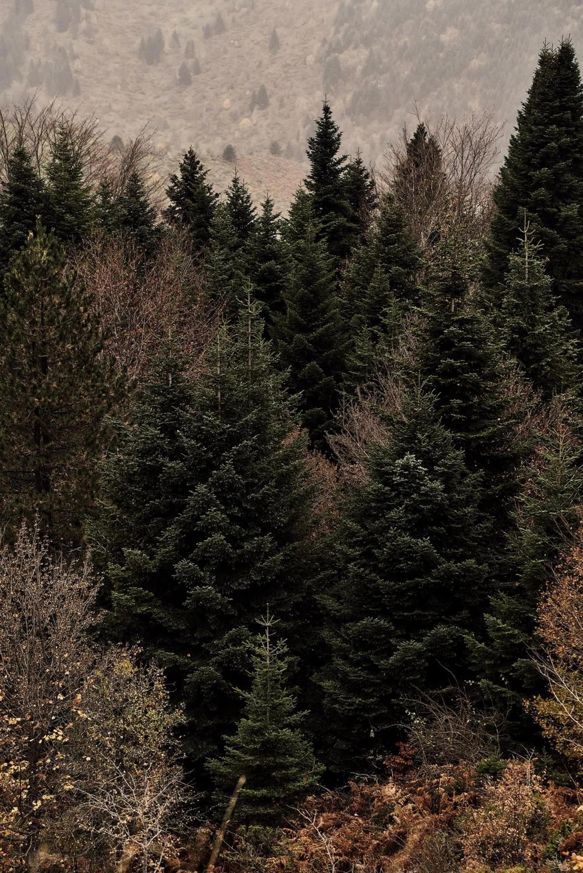 Grand Forest Metsovo - Leading Hotels of the World