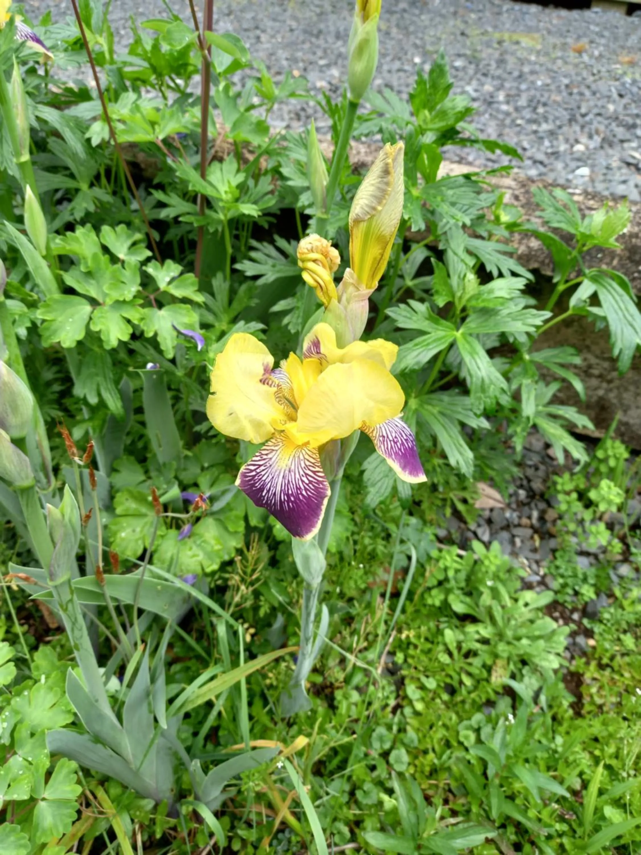 Garden in Aramatai Gardens
