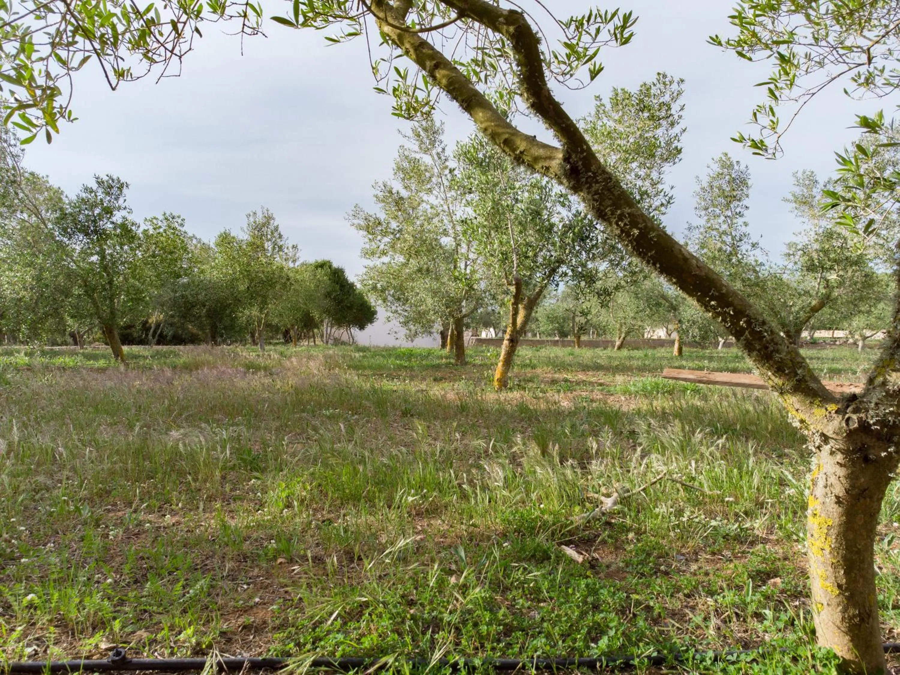 Natural landscape in Agroturismo Malbuger Nou Menorca -Adults only-