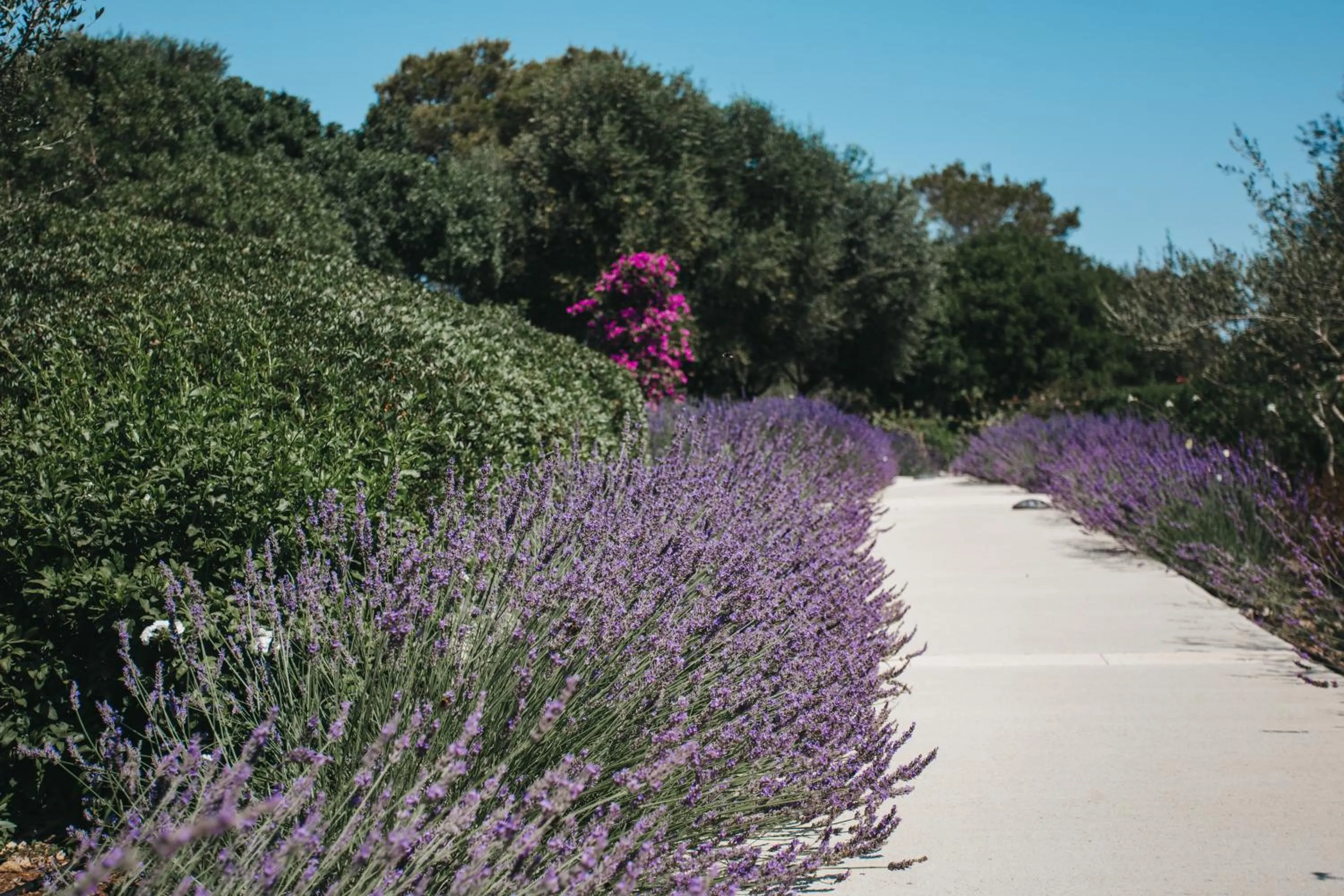 Garden in Agroturismo Malbuger Nou Menorca -Adults only-
