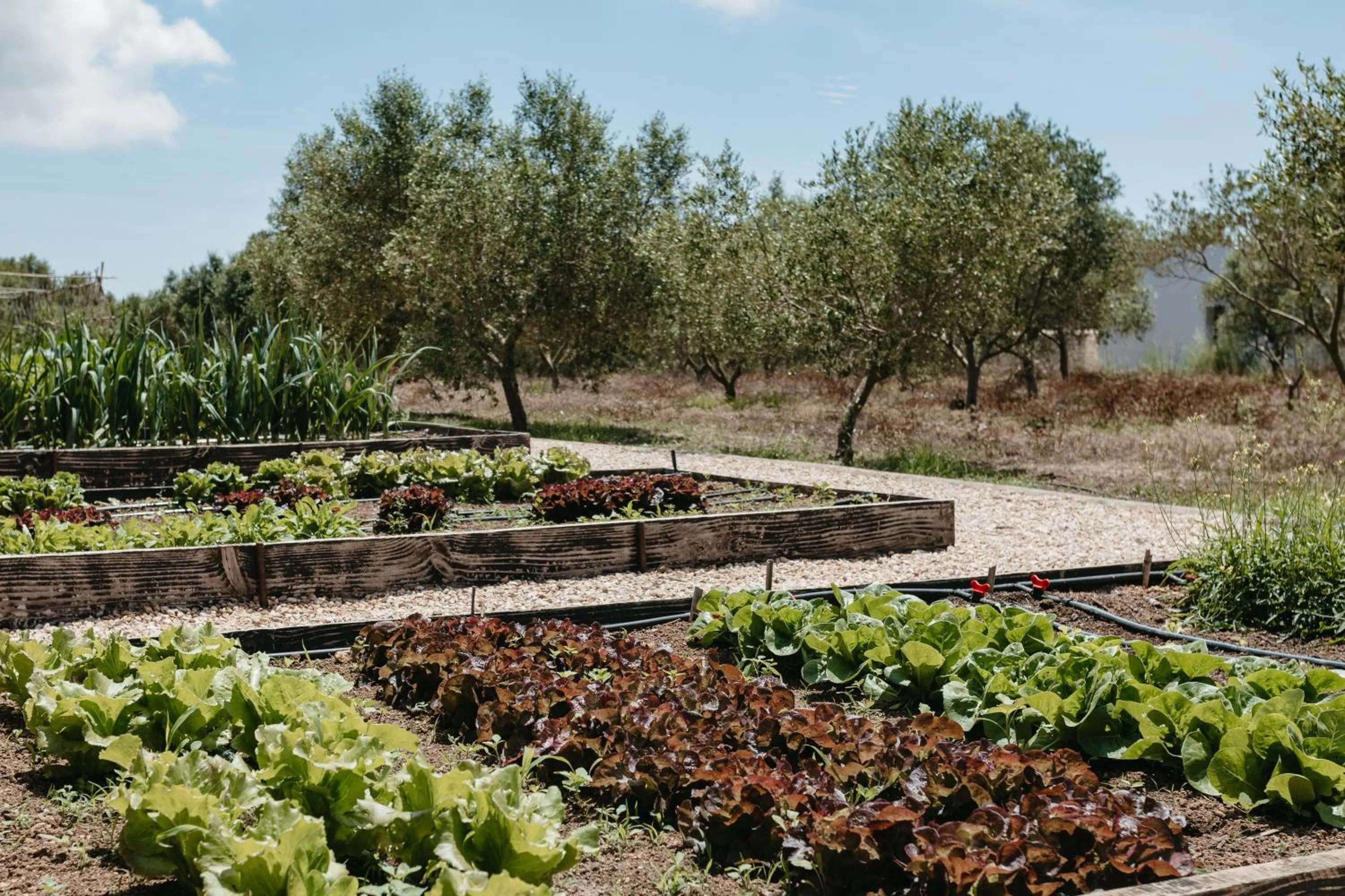 Restaurant/places to eat in Agroturismo Malbuger Nou Menorca -Adults only-