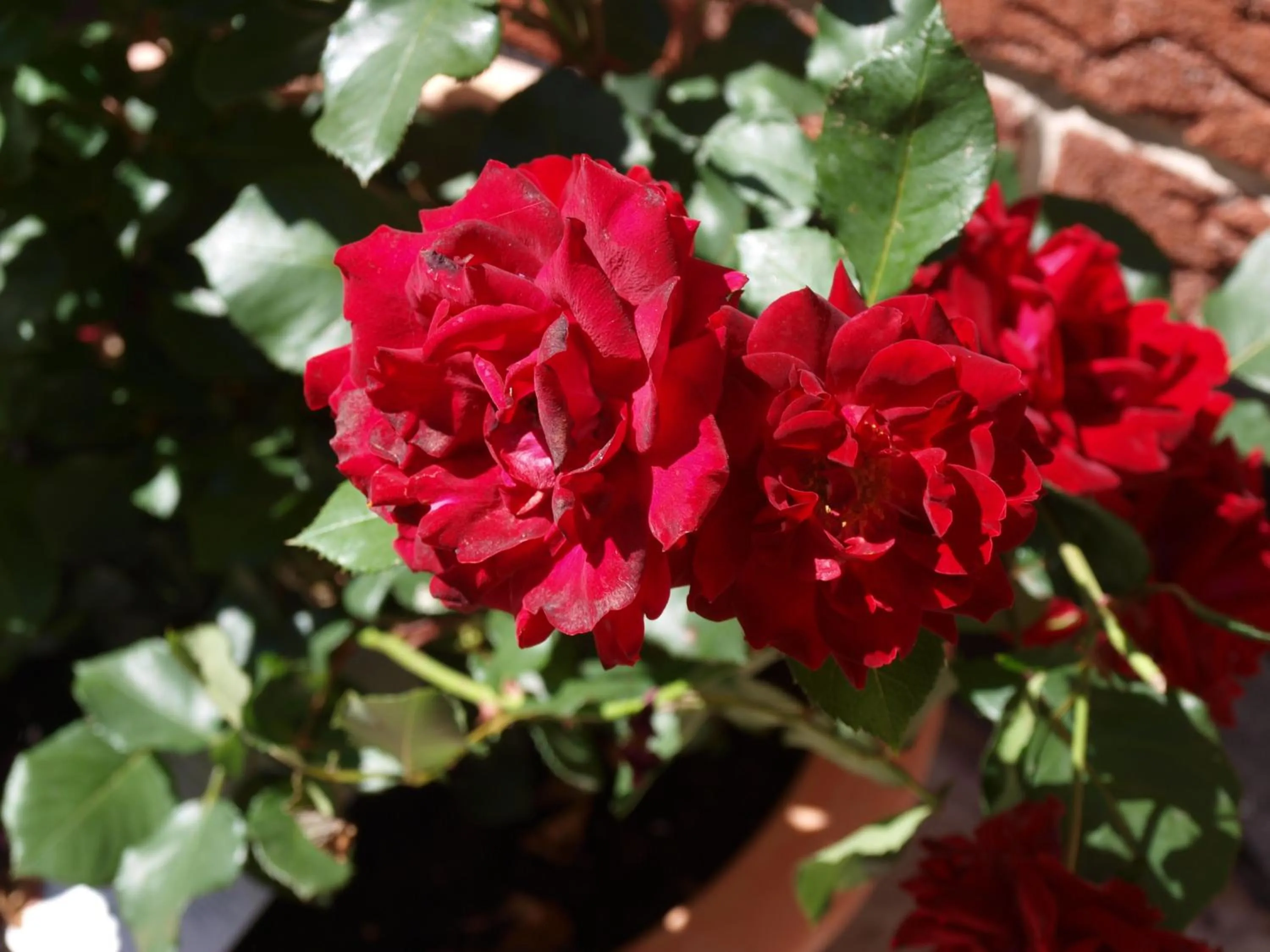 Other in Landgasthaus Bonn