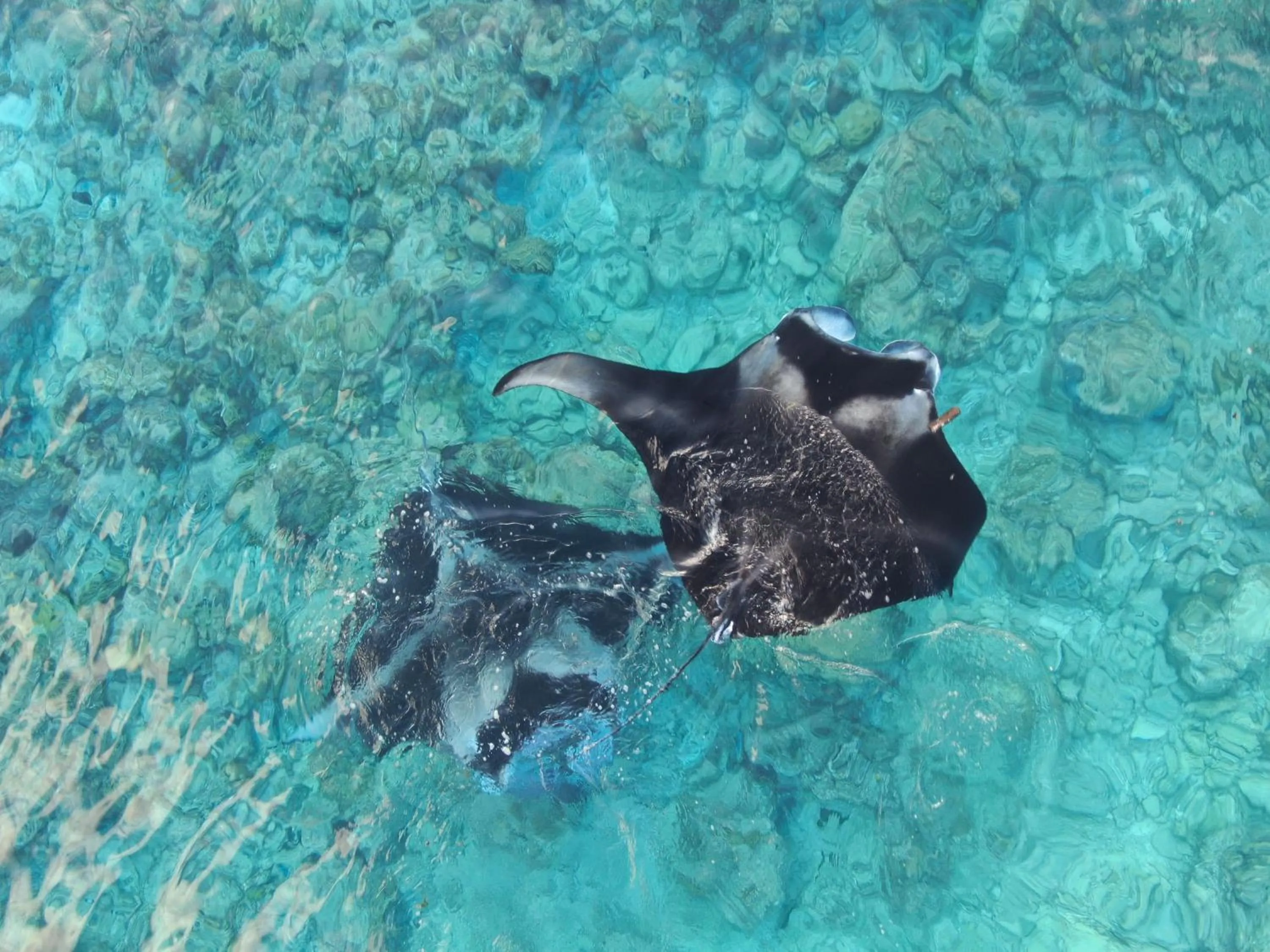 Animals in Jeym Lodge