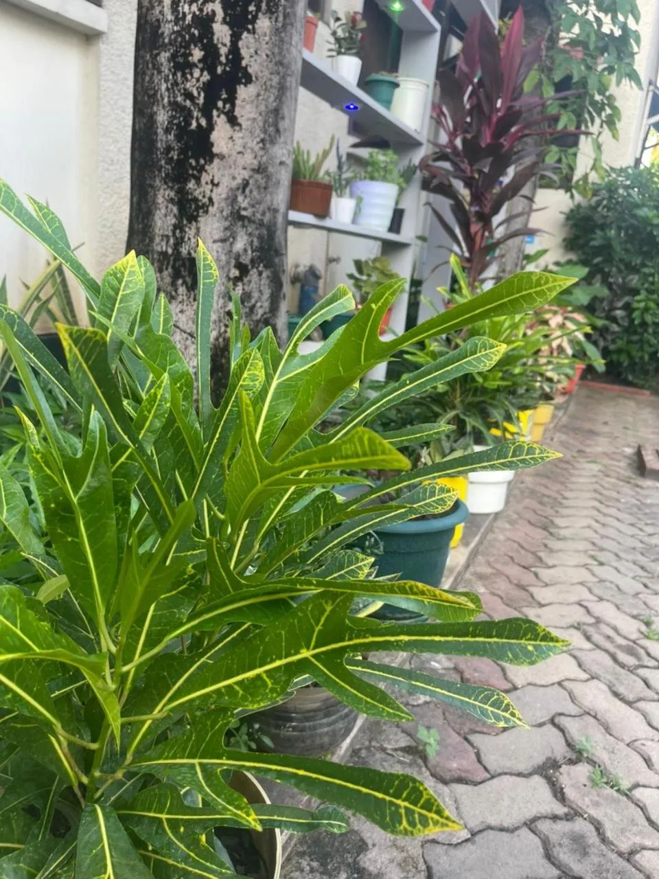 Garden in L&J Modern Backpackers Kinondoni