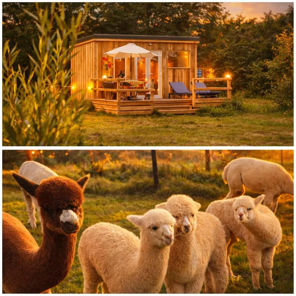 Dartmoor Reach Alpaca Farm Dartmoor Reach Alpaca Farm